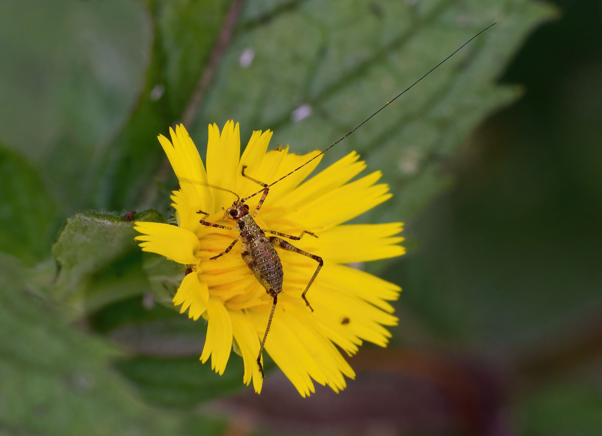 Neanid of Phaneroptera sp. and the flower