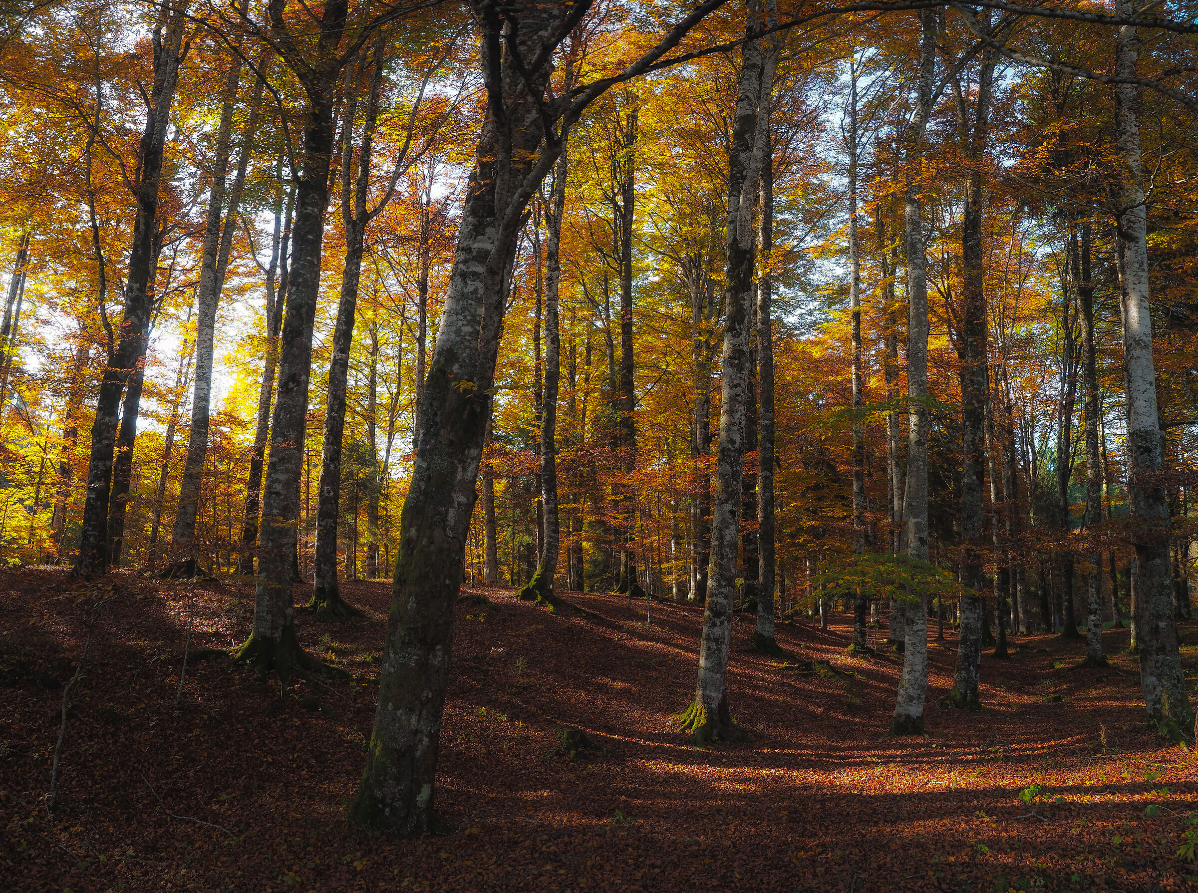 The Enchanted Forest