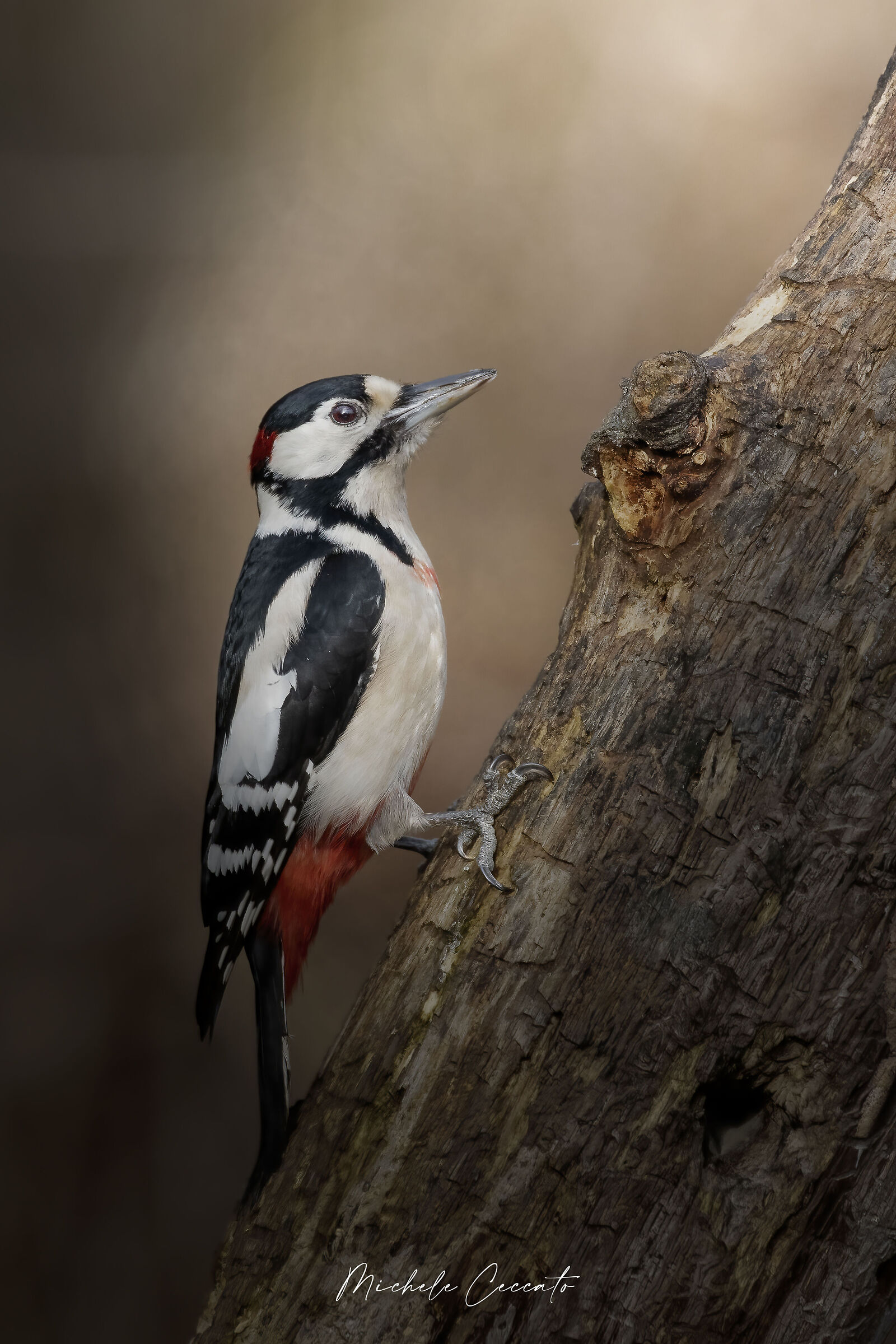 Curious woodpecker