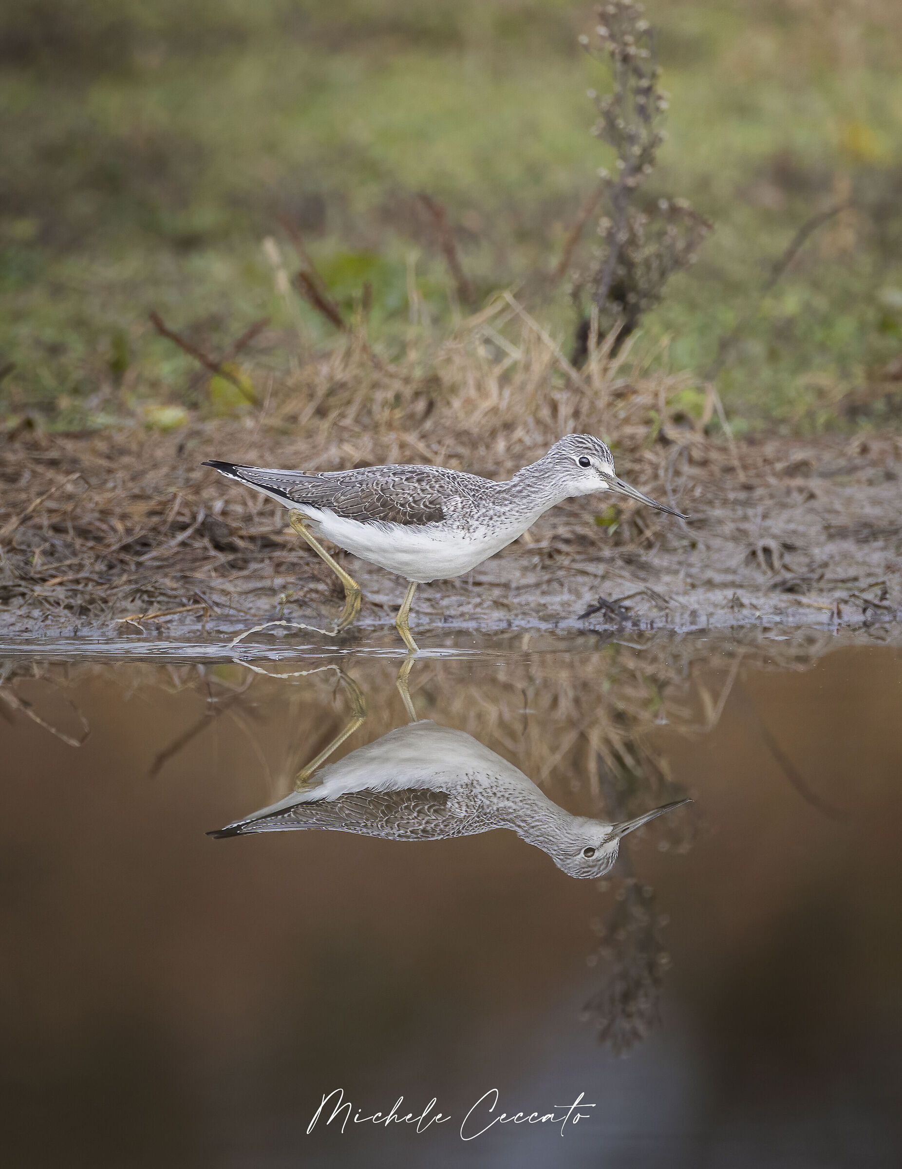Reflected pantana