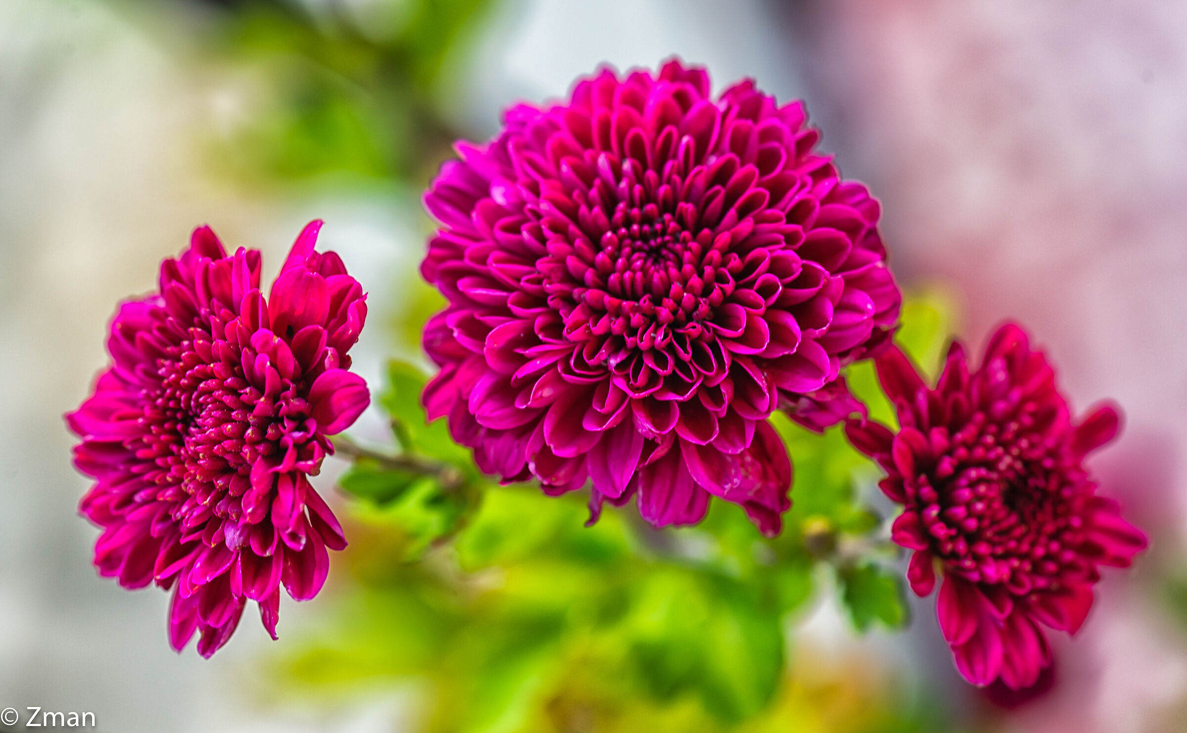 Dhalia Flowers
