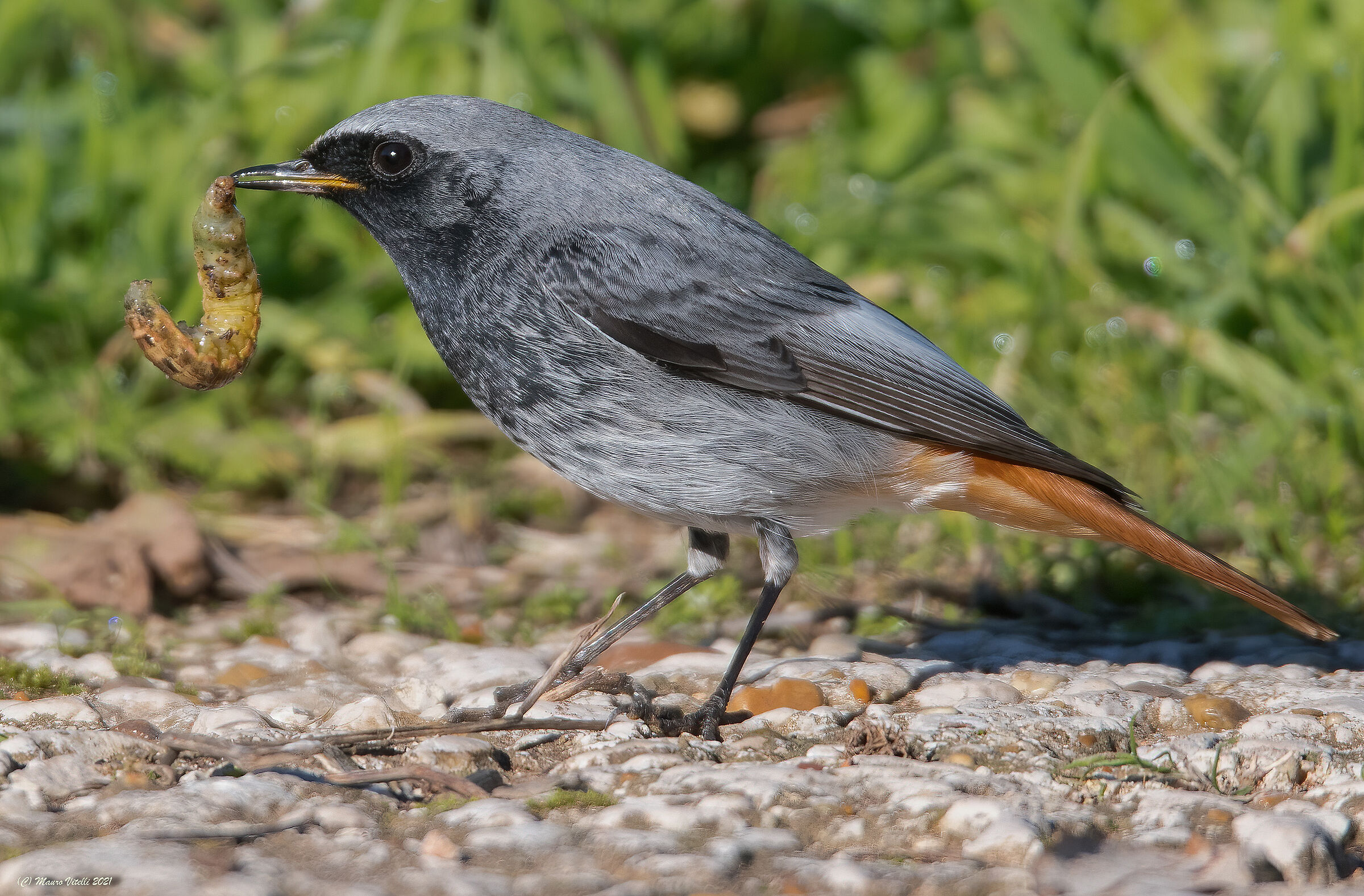Chimney sweep redstart (Phoenicurus ochruros)