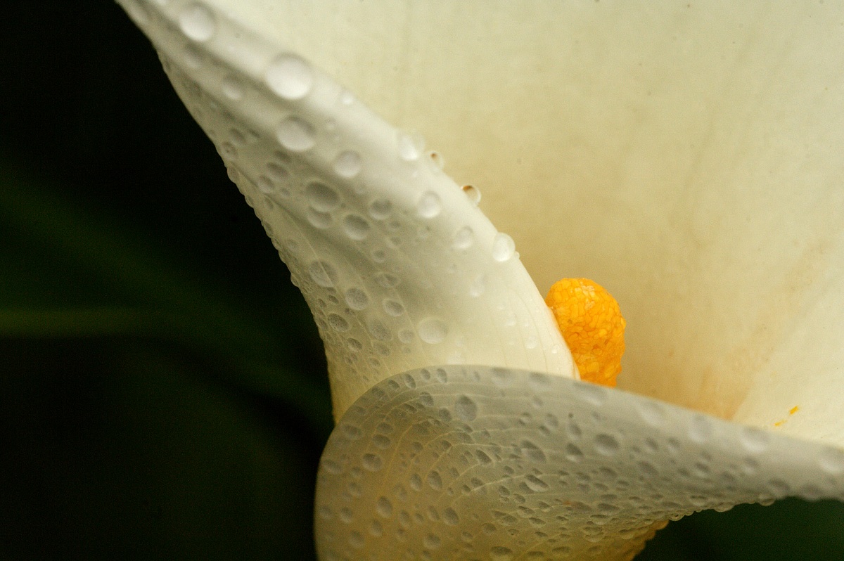 calla with dew