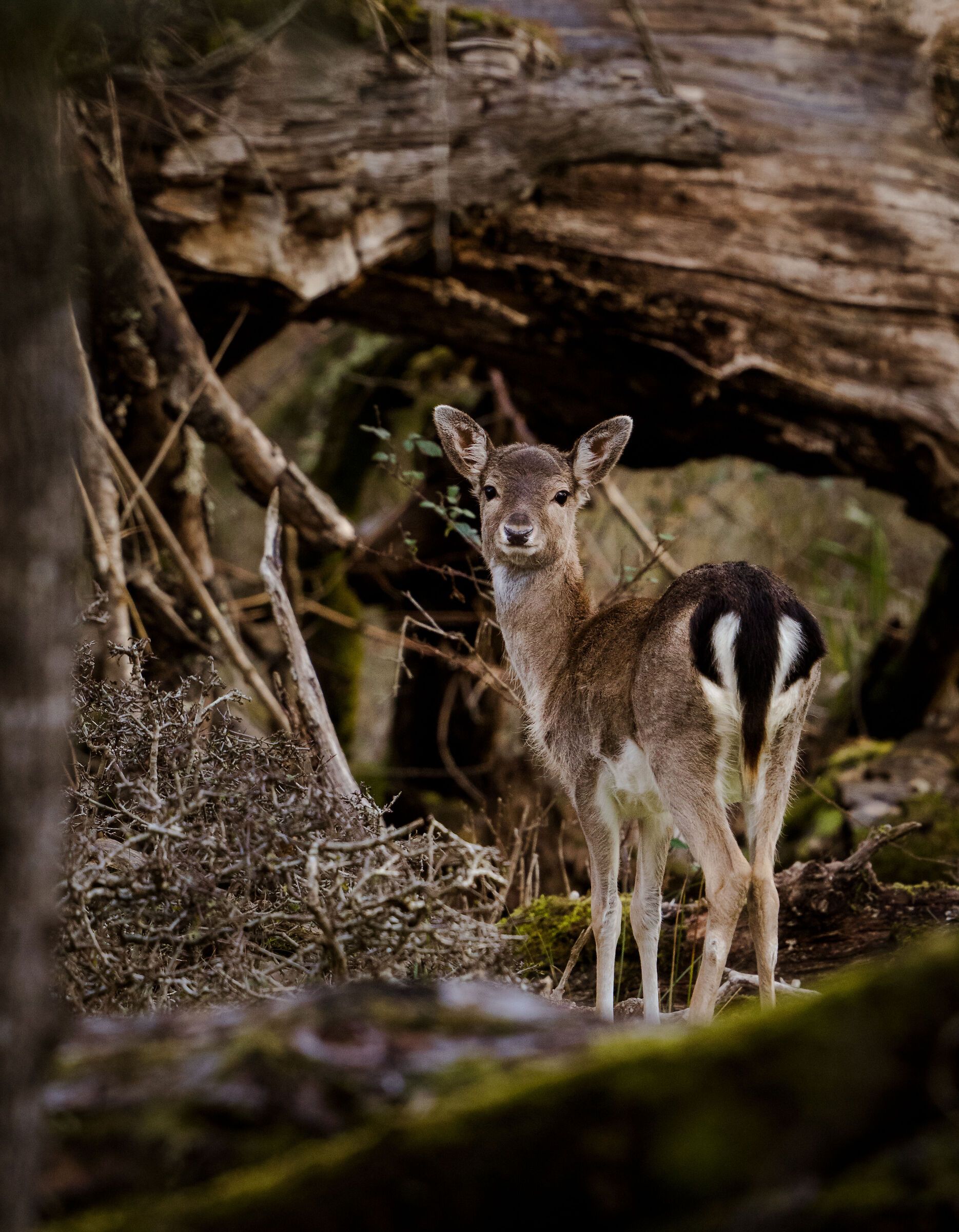 young male fallow deer under one year of age
