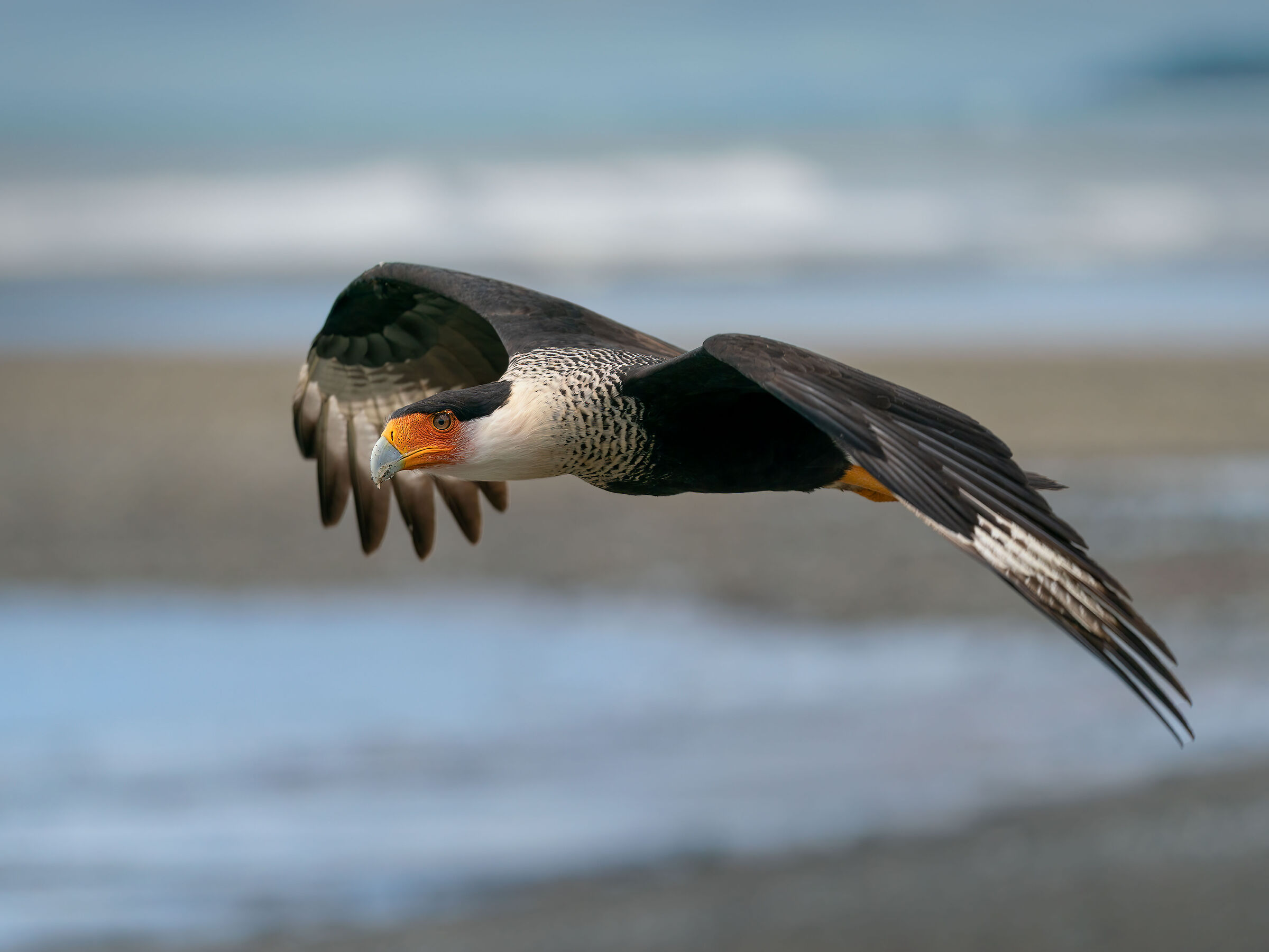 Caracara Crested