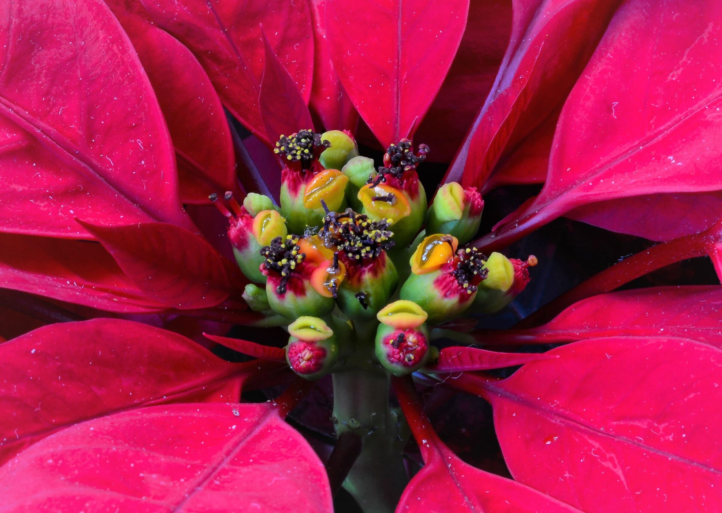 Poinsettia