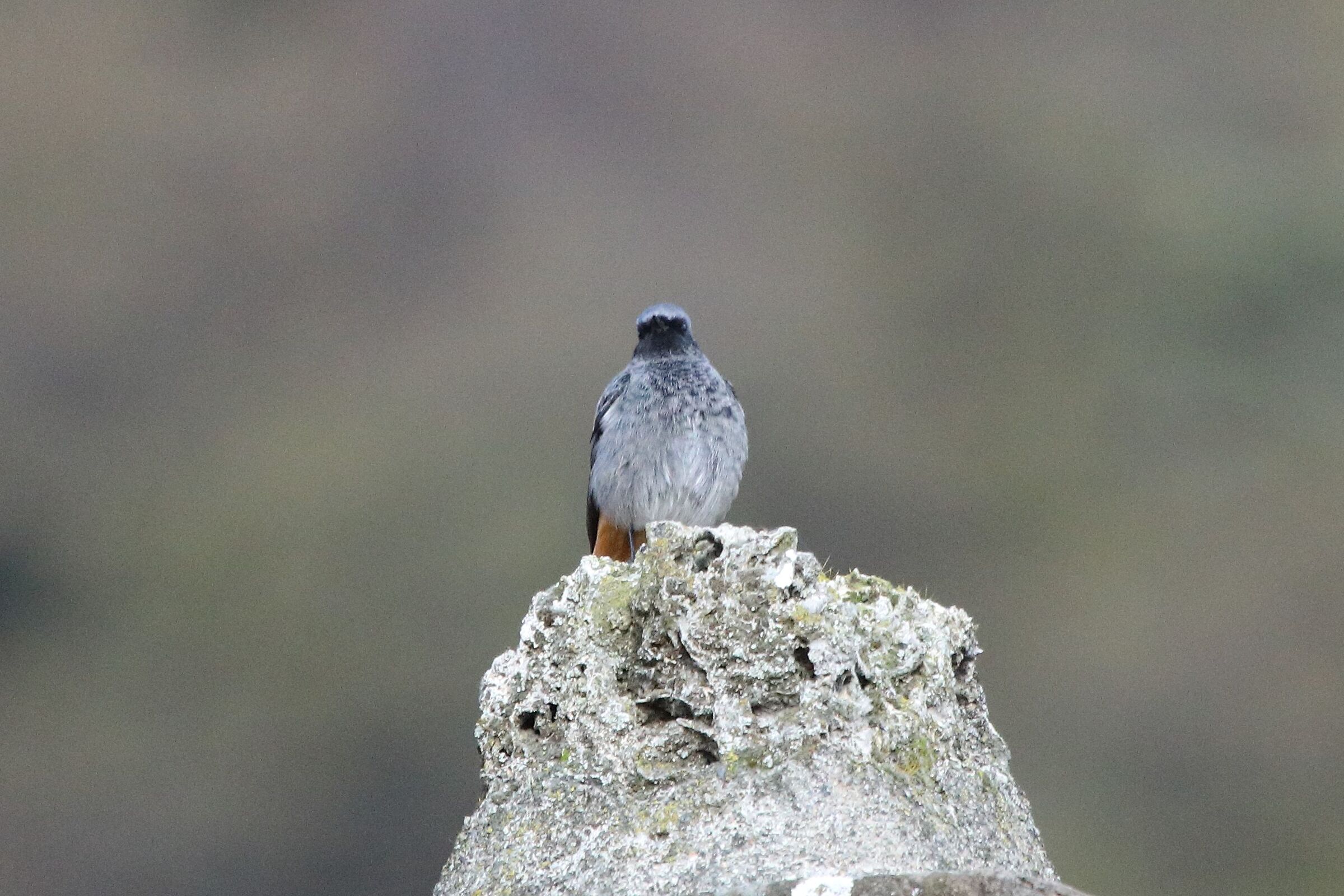 Redstart