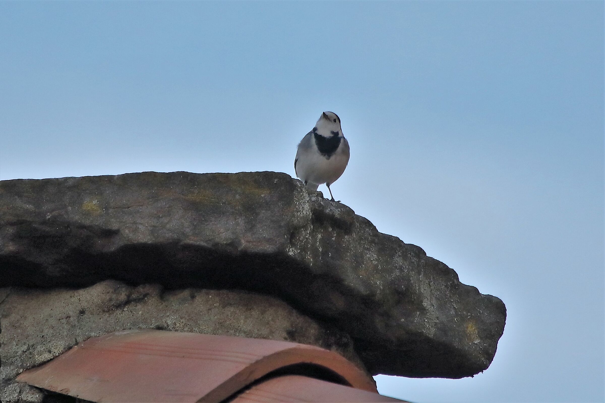 White wagtail