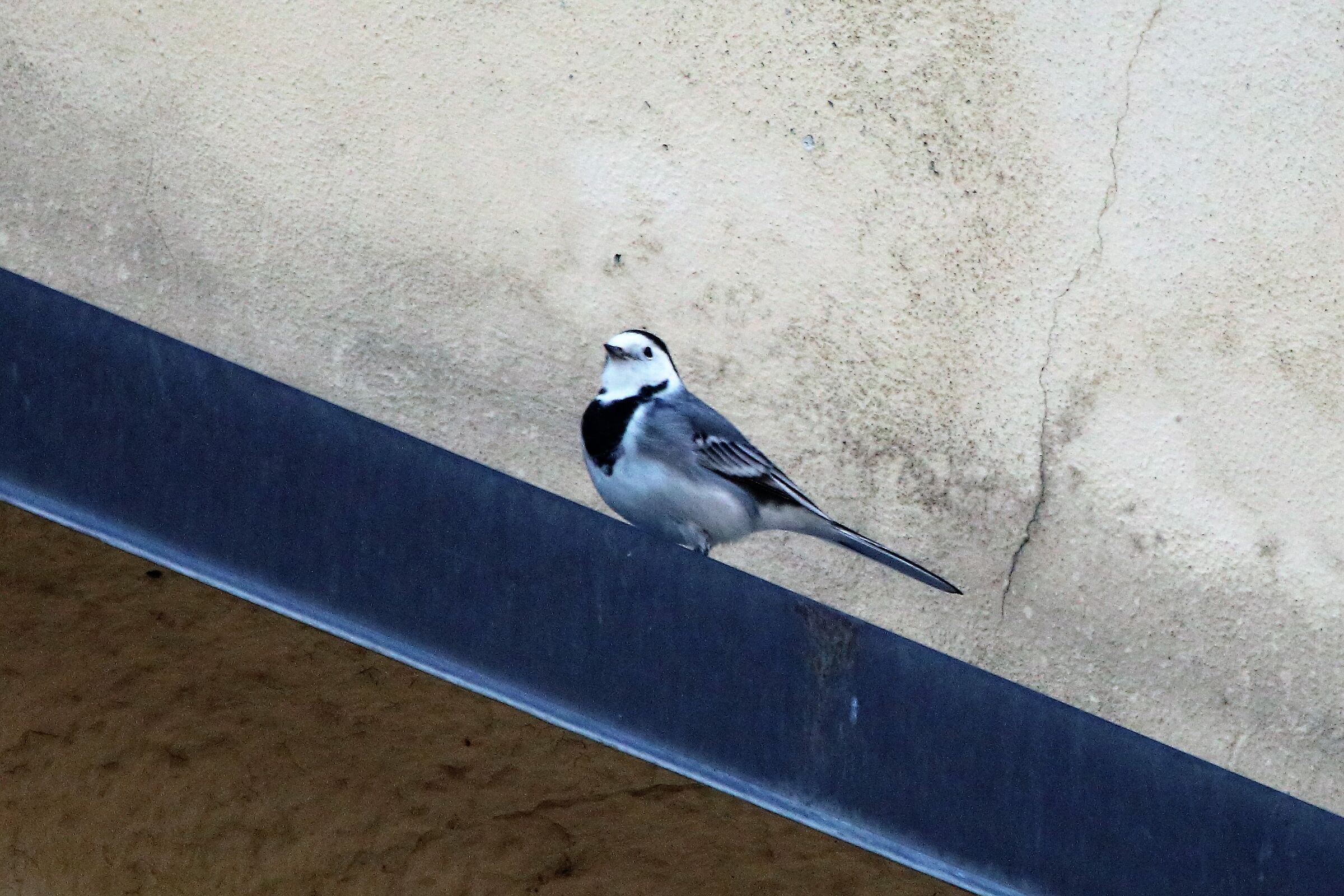 White wagtail