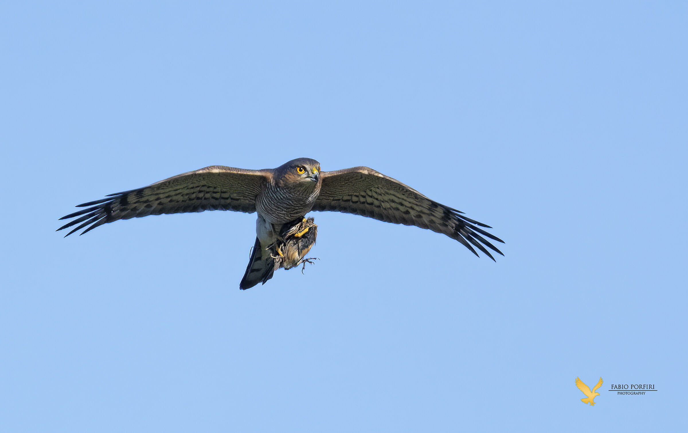 Wild photo - Sparrowhawk with prey
