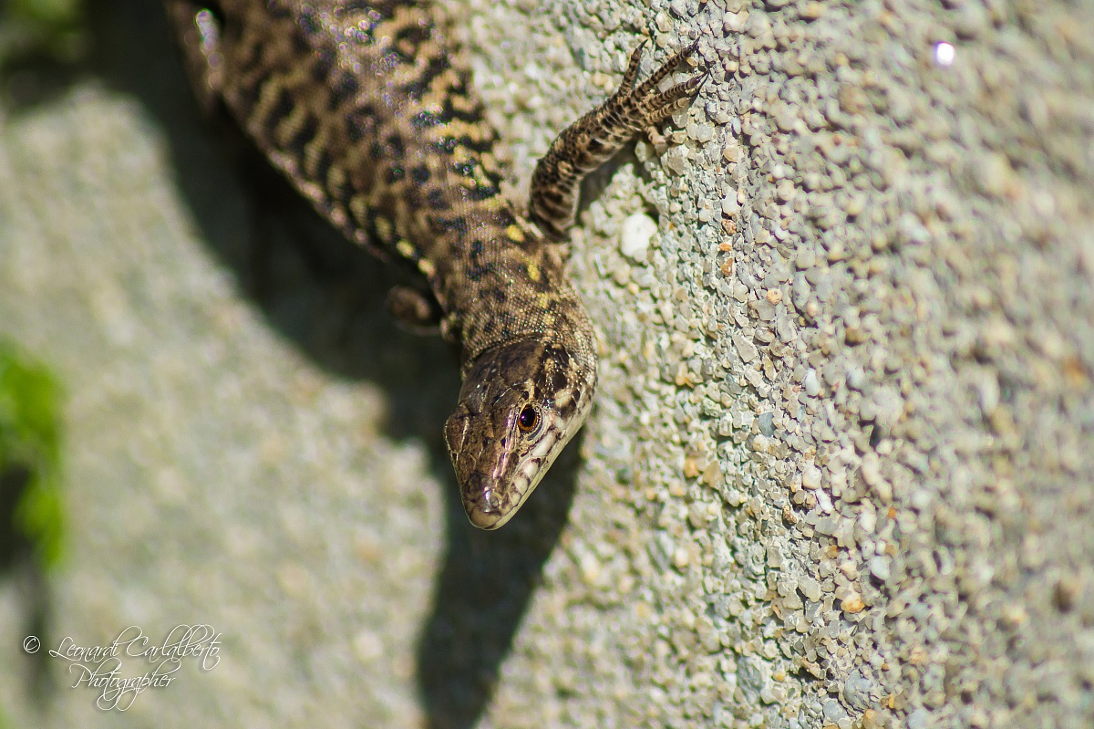 Common lizard