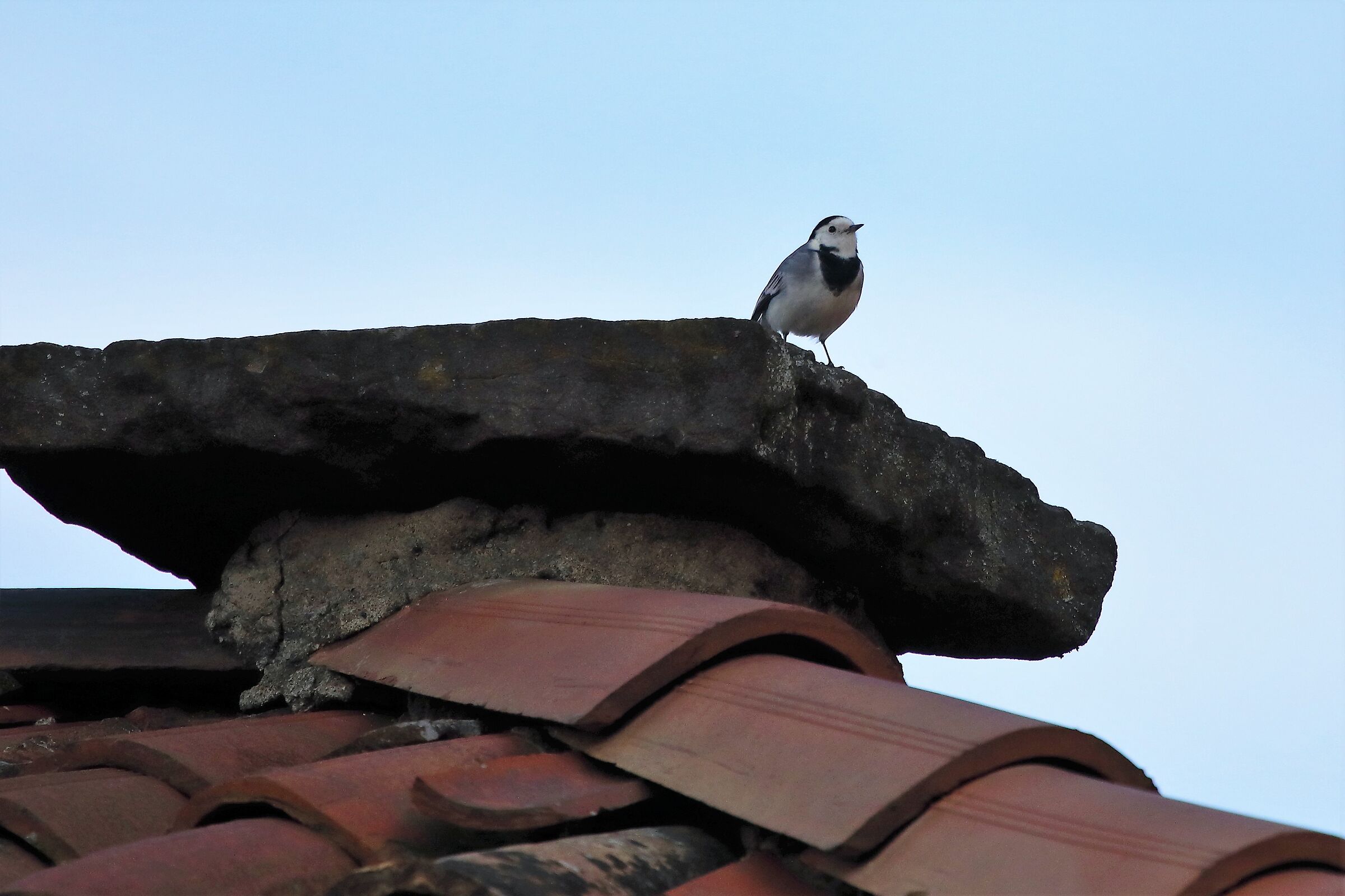 White wagtail