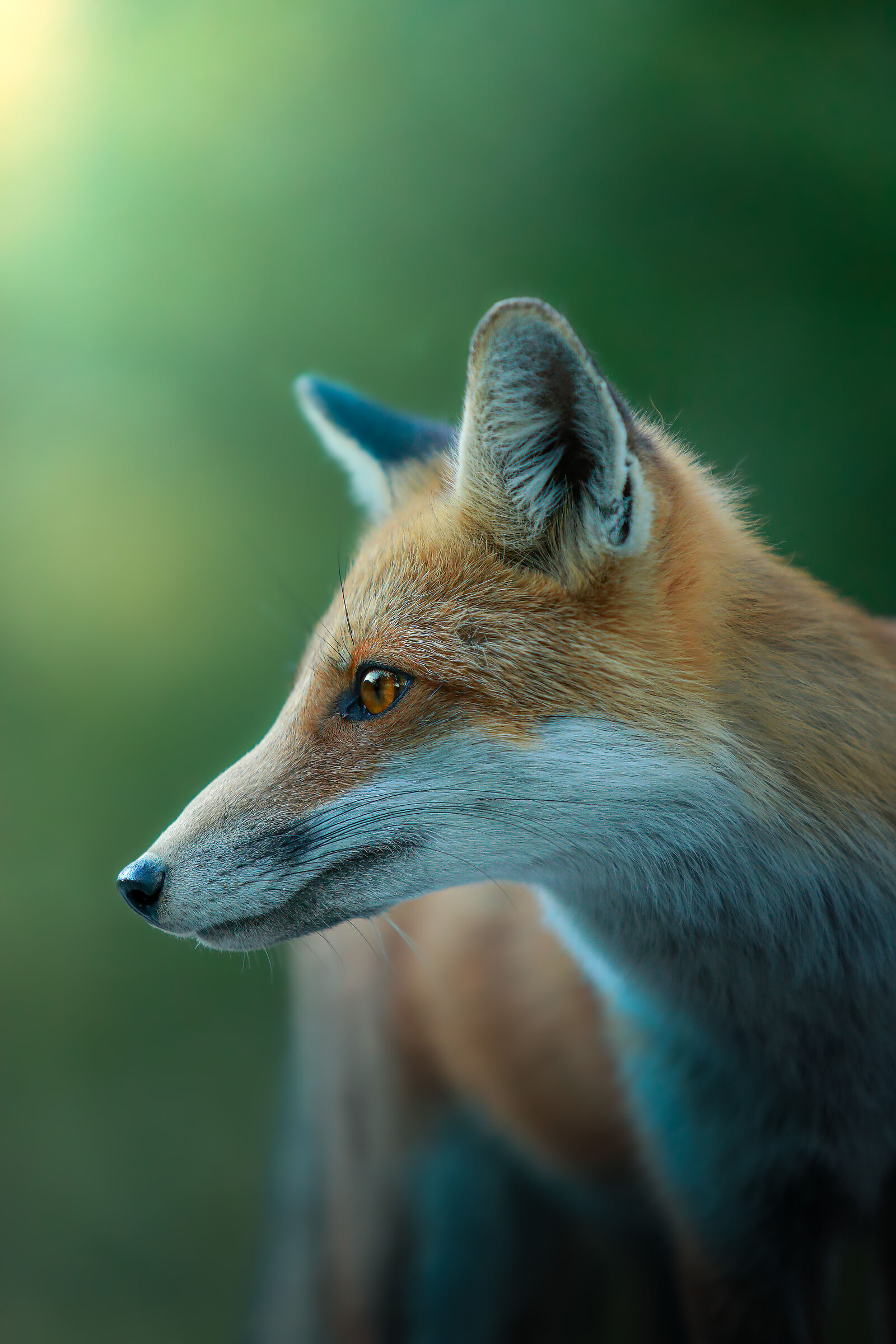 Fox 1