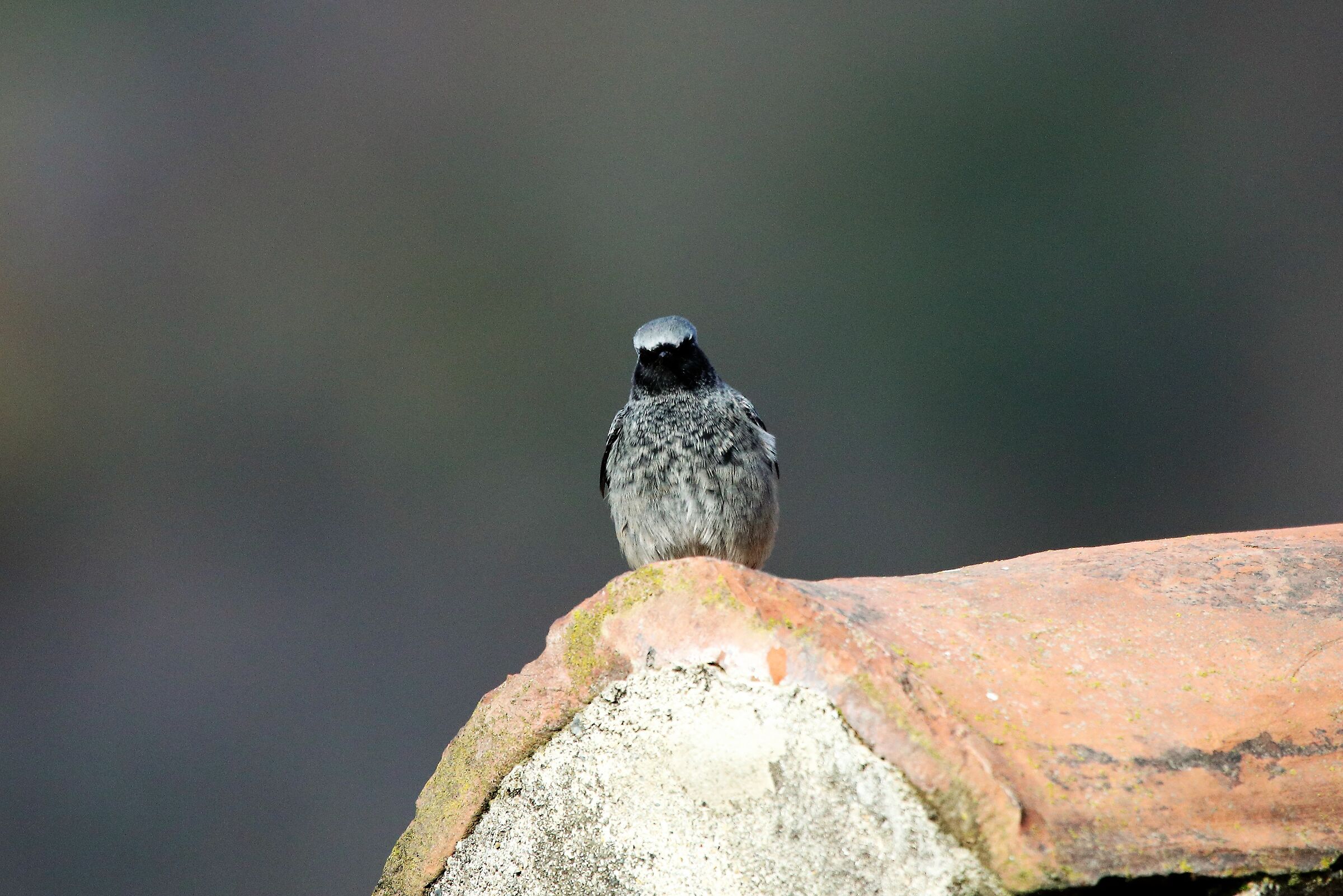 Redstart