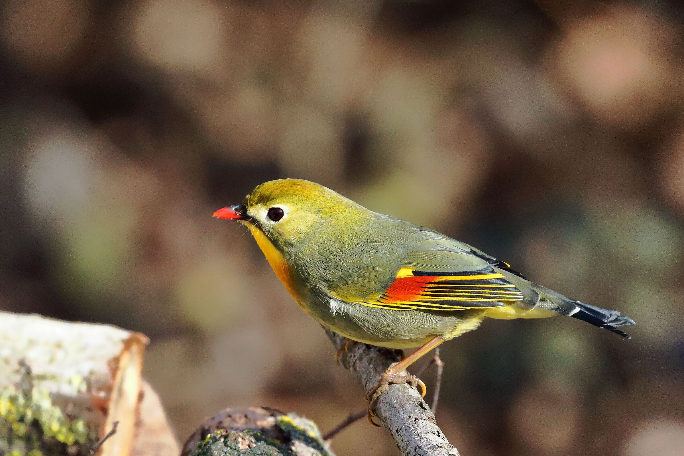 Usignolo del giappone