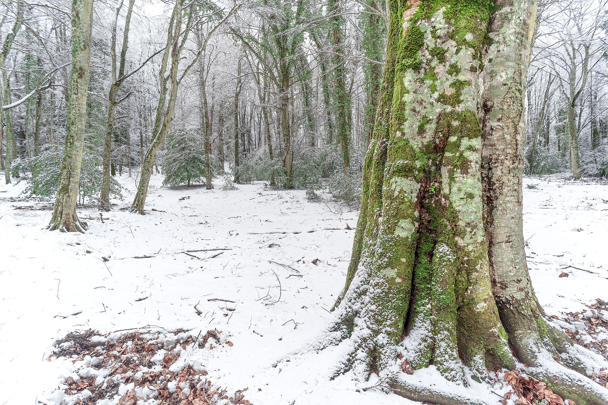 Faggio e agrifoglio nella neve