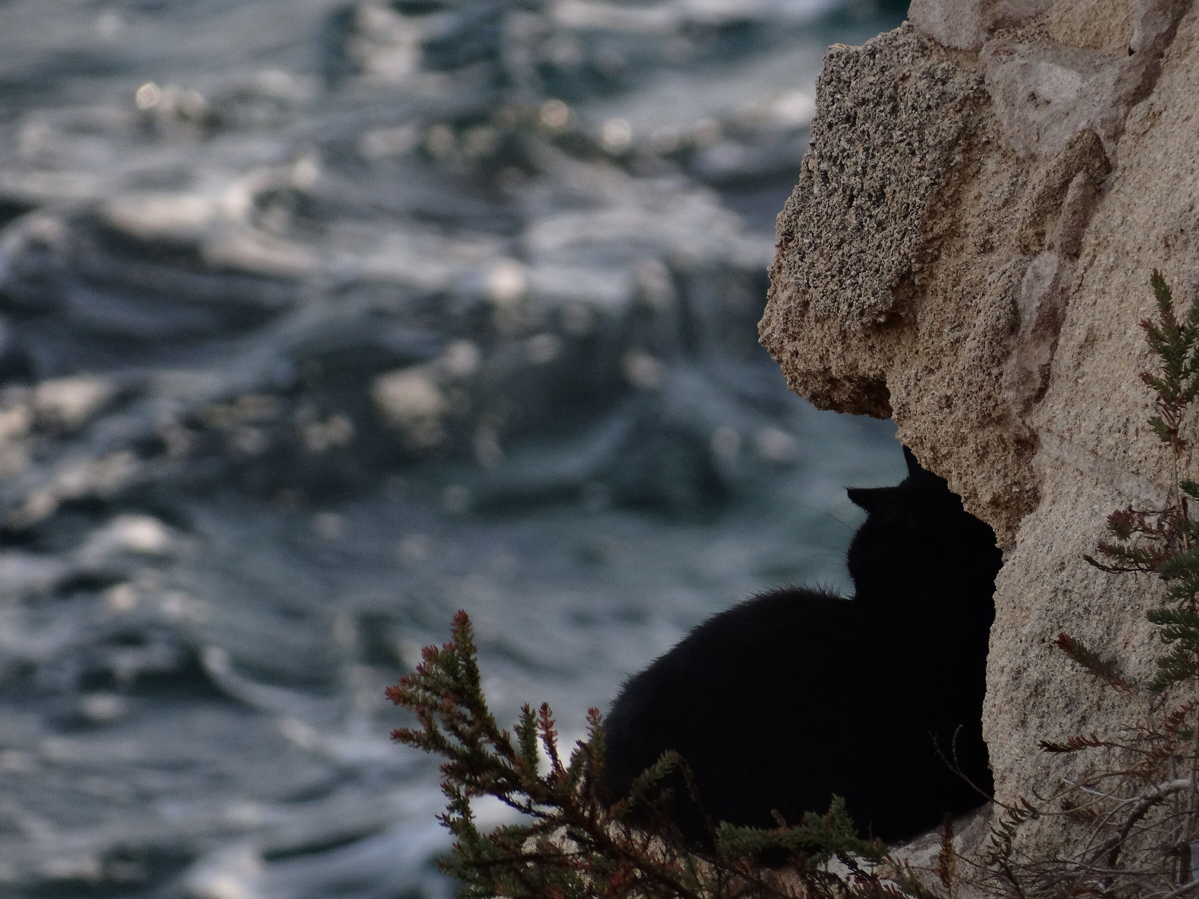 Black cat contemplating the sea