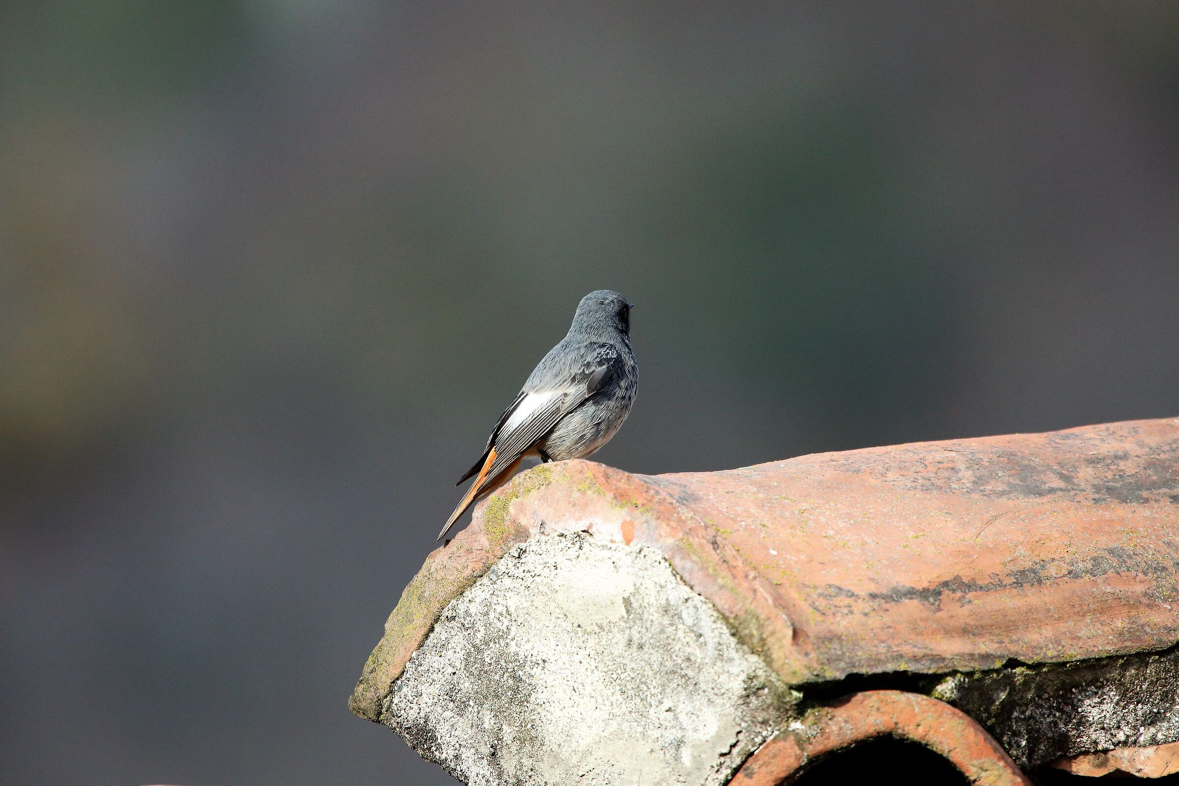 Redstart