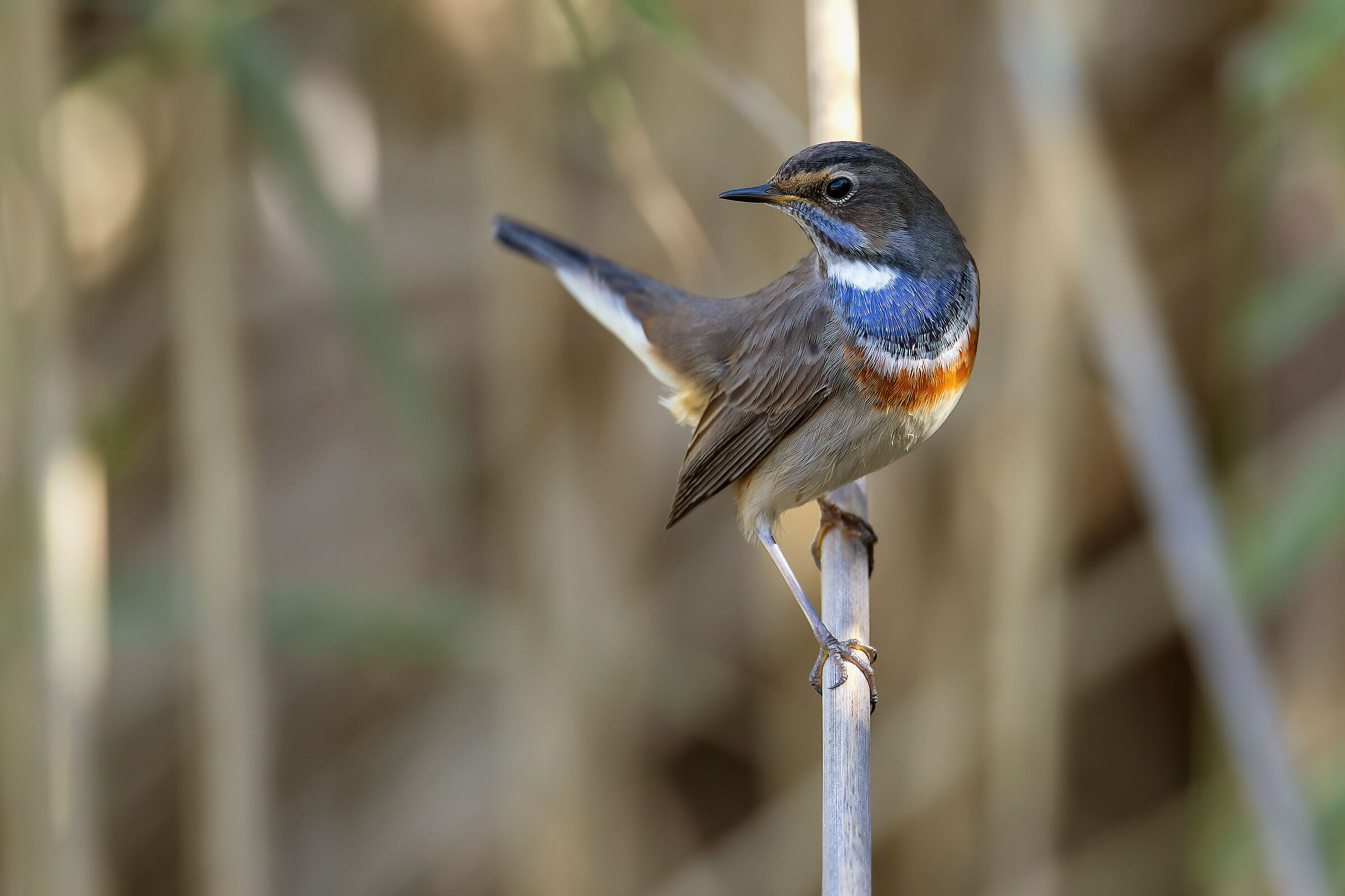 Pettazzurro  (Luscinia svecica) - Bluethroat