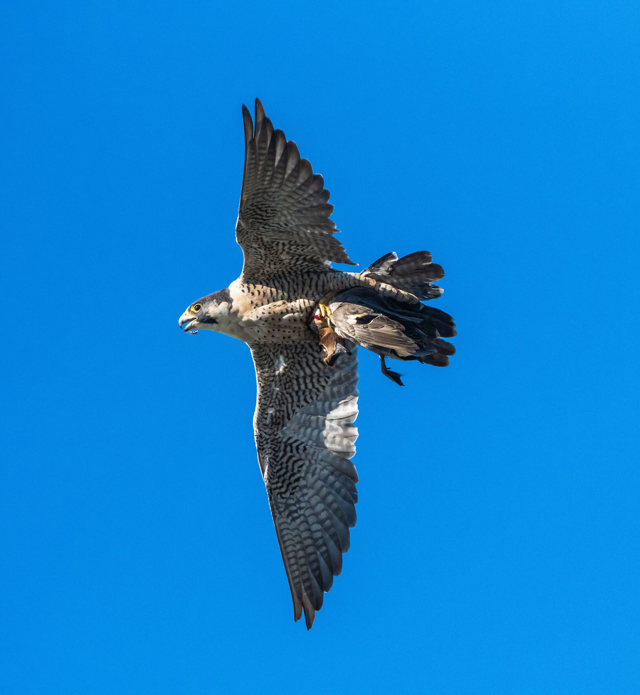 Falco pellegrino con preda