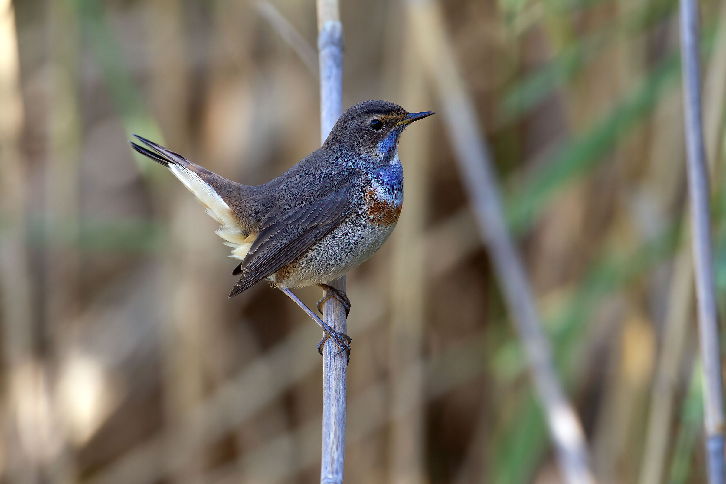 Pettazzurro  (Luscinia svecica) - Bluethroat