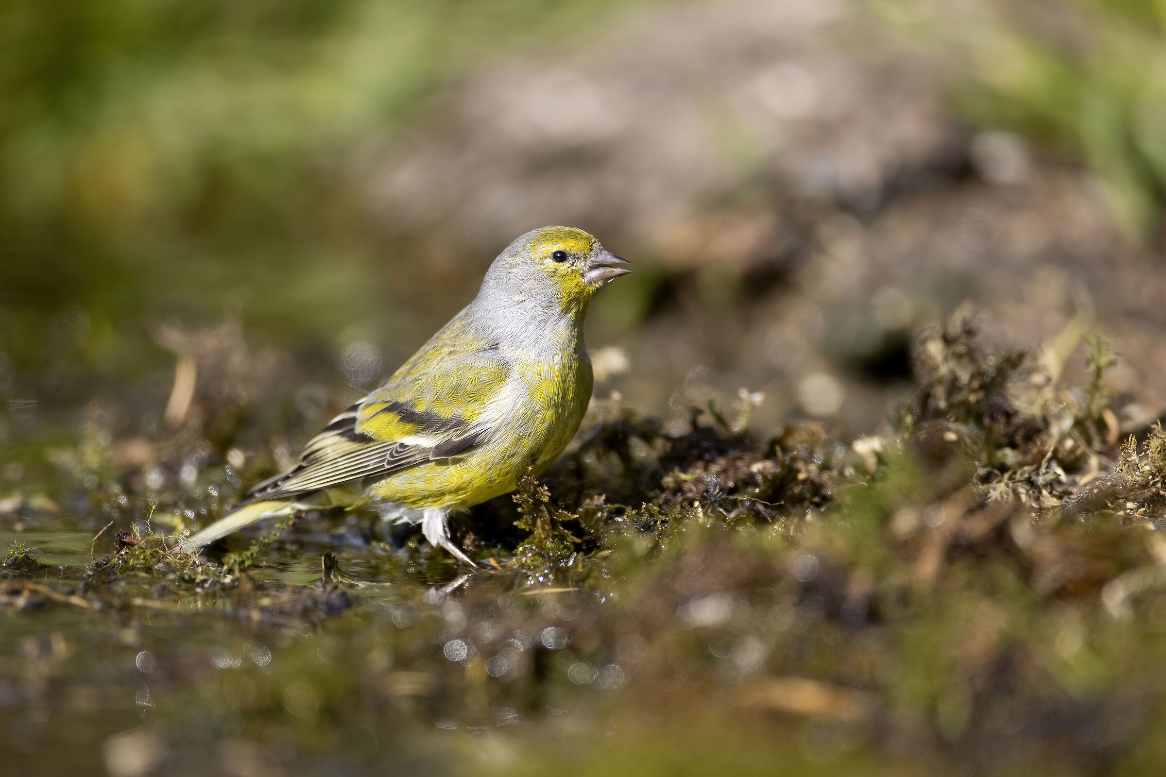 Venturone (Carduelis citrinella)