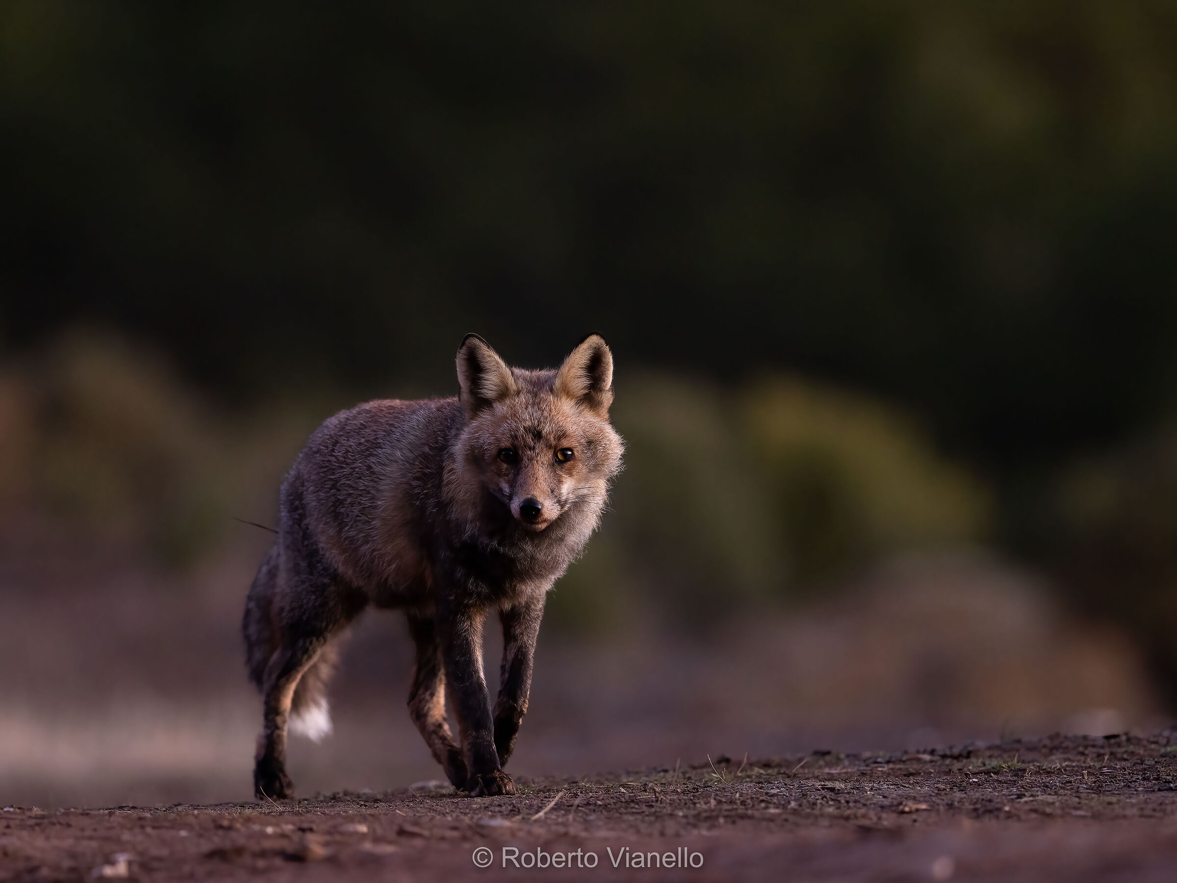 Volpe (Vulpes Vulpes)