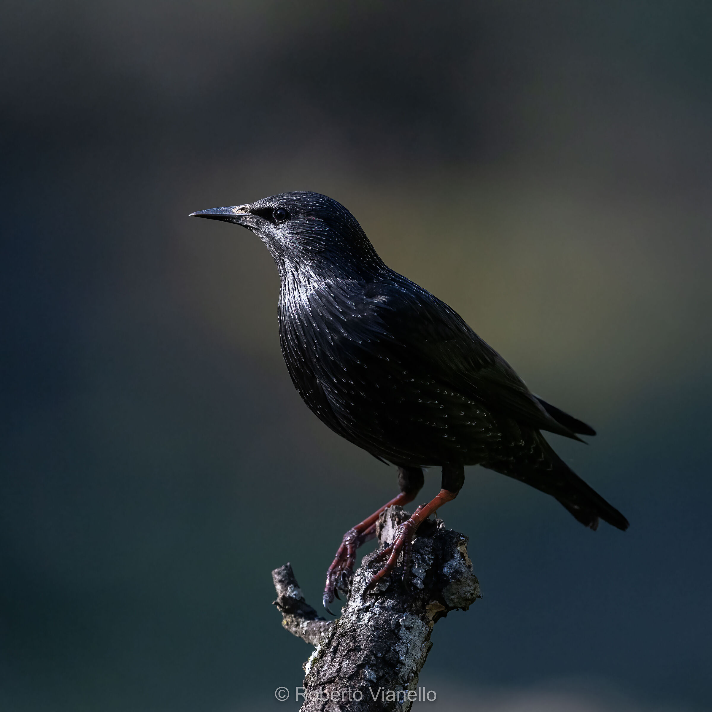 Storno europeo (Sturnus vulgaris)