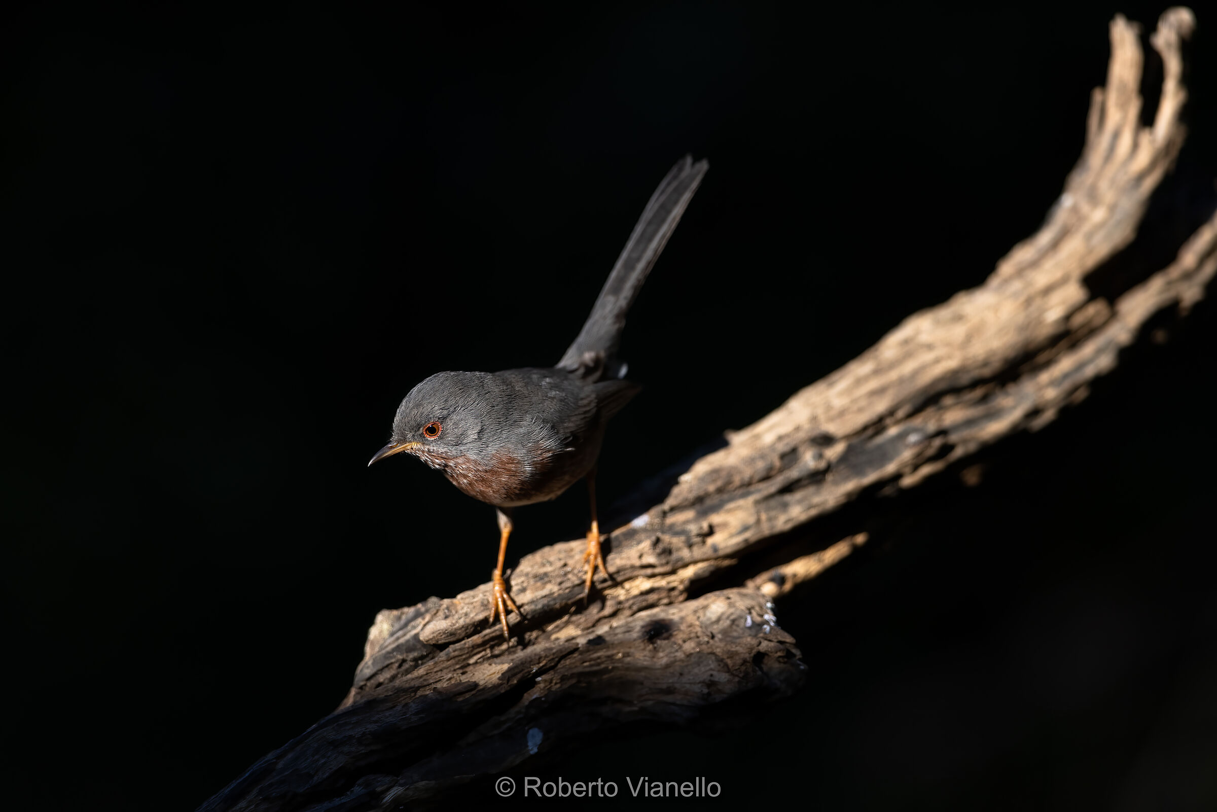 Magnanina (Sylvia undata)