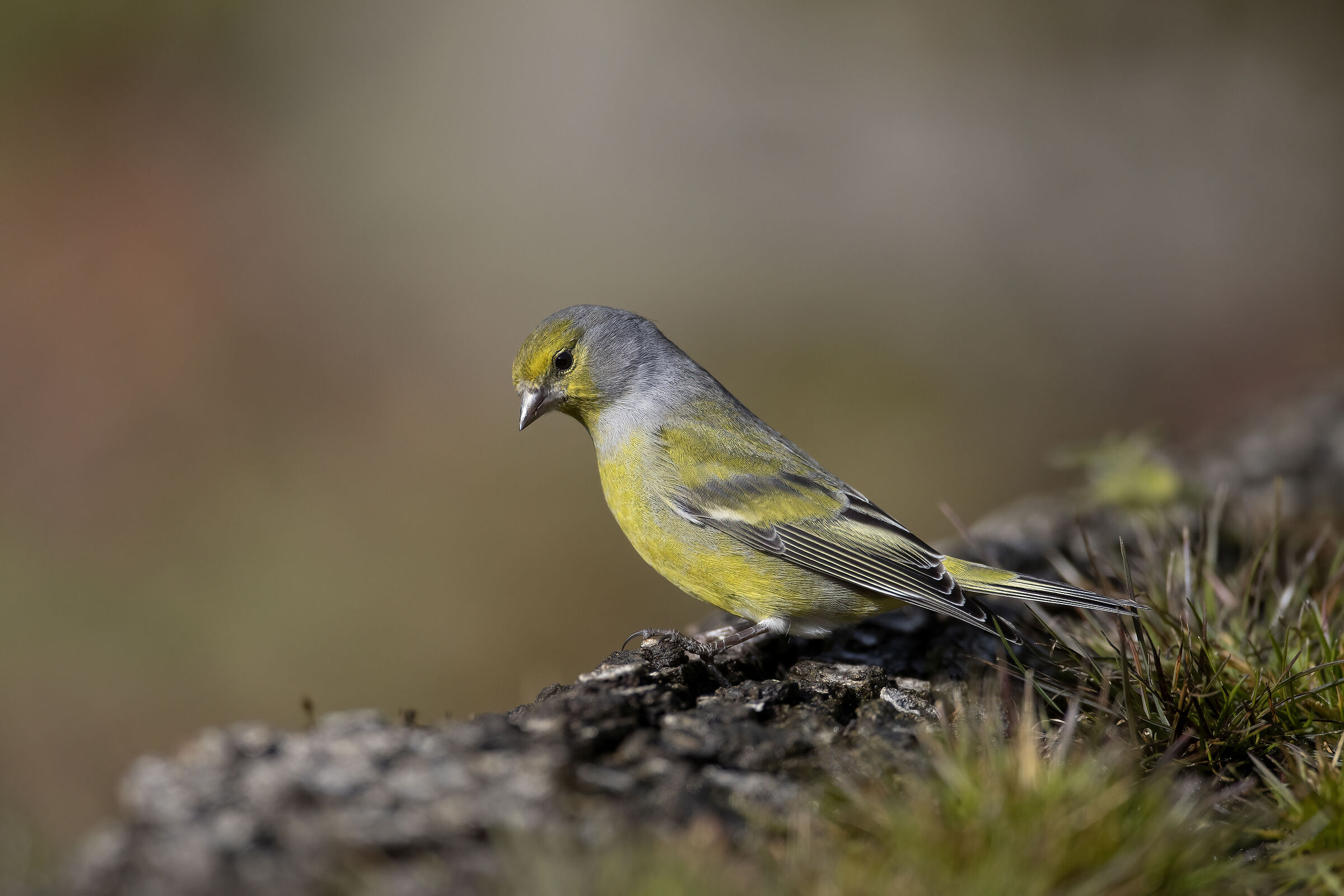 Venturone (Carduelis citrinella)