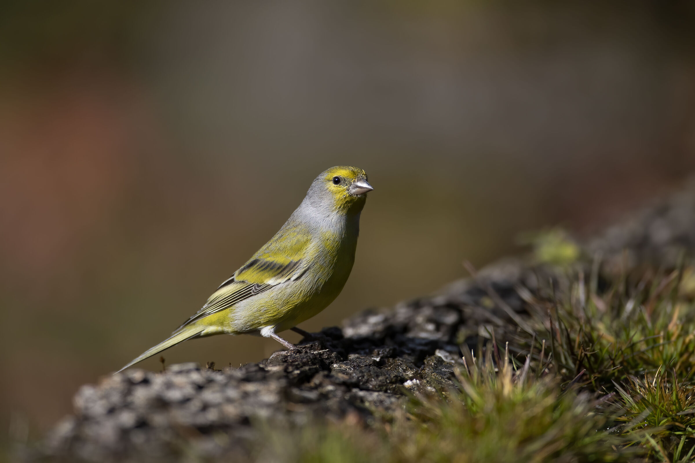 Venturone (Carduelis citrinella)