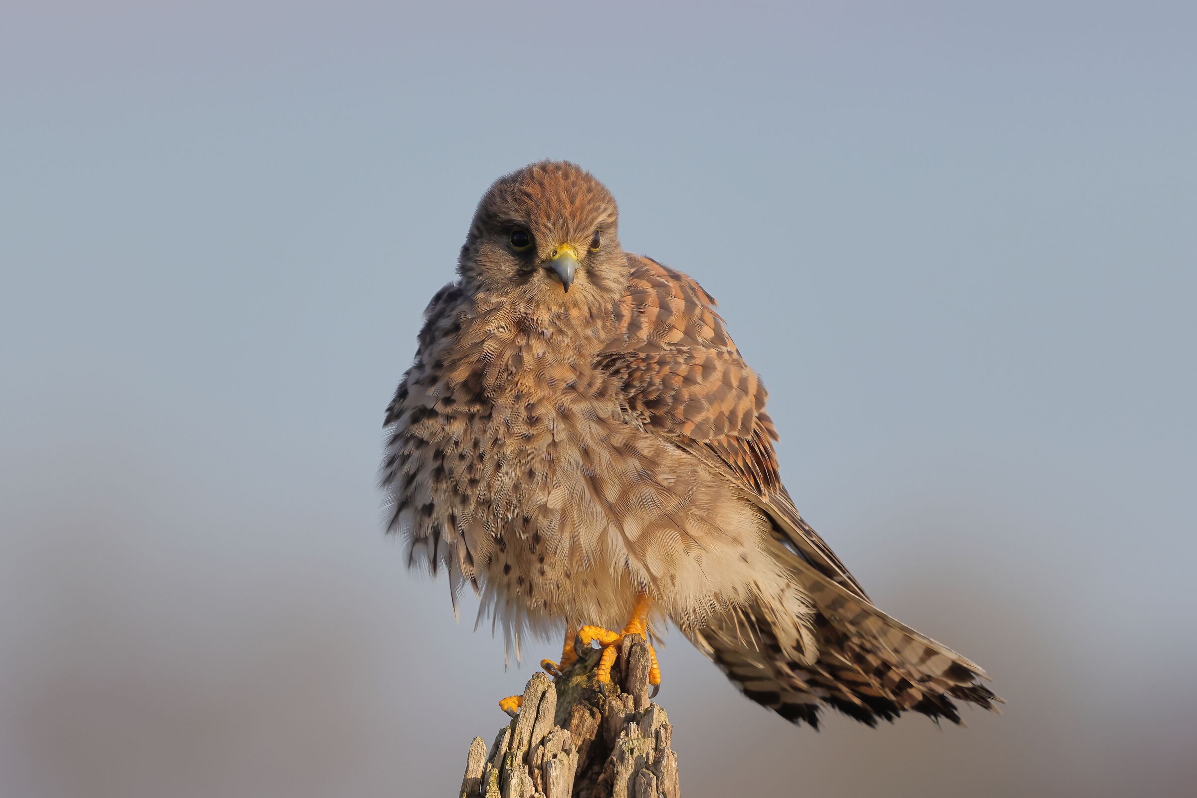 Kestrel