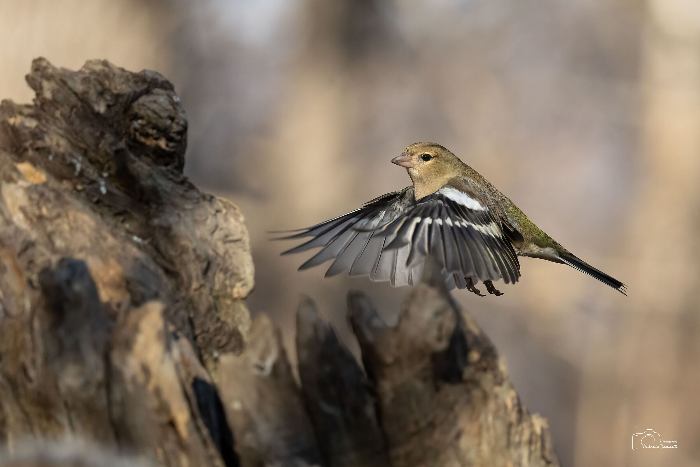 Chaffinch