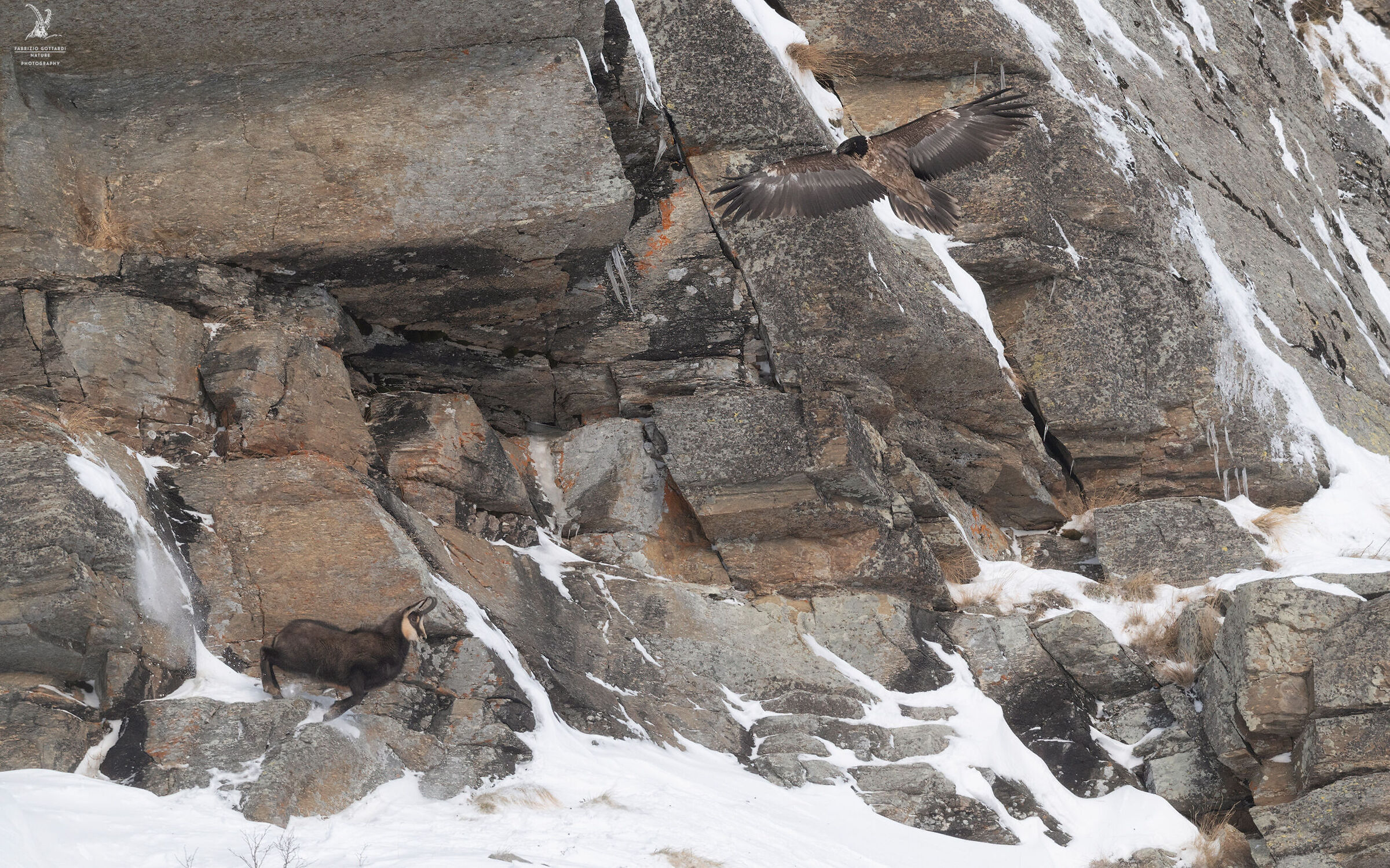 It seemed to me to see a Bearded Vulture