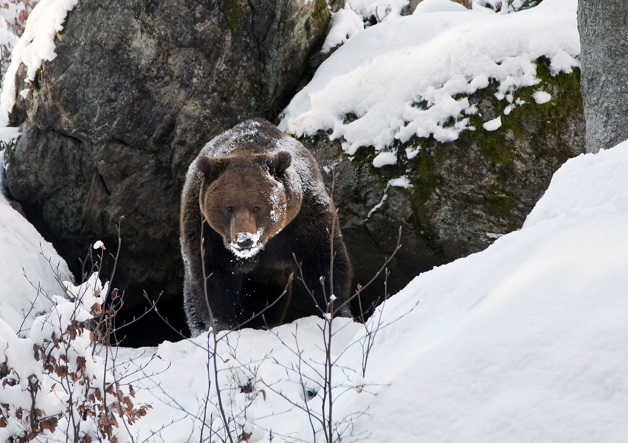 Orso Bruno