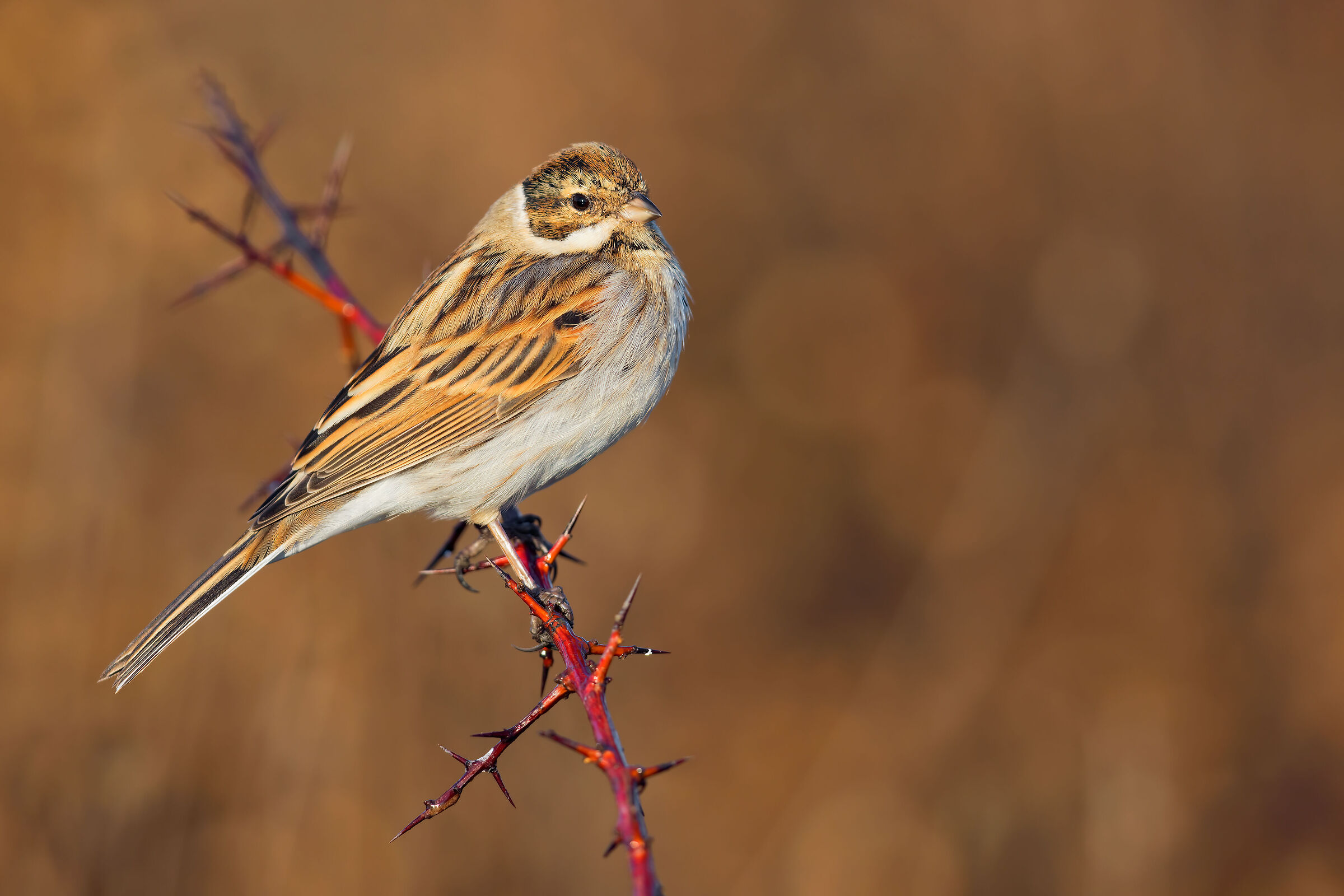 "Il bellone" Migliarino di Palude