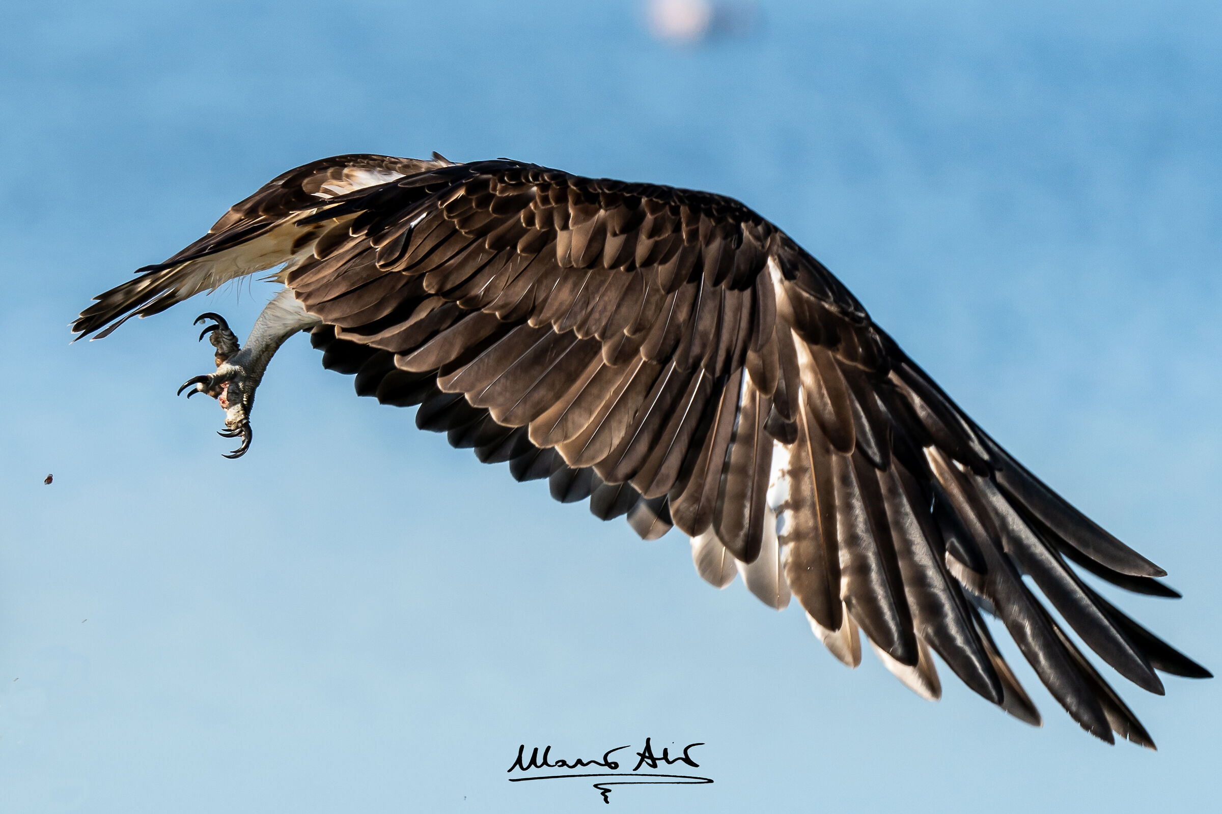Falco pescatore