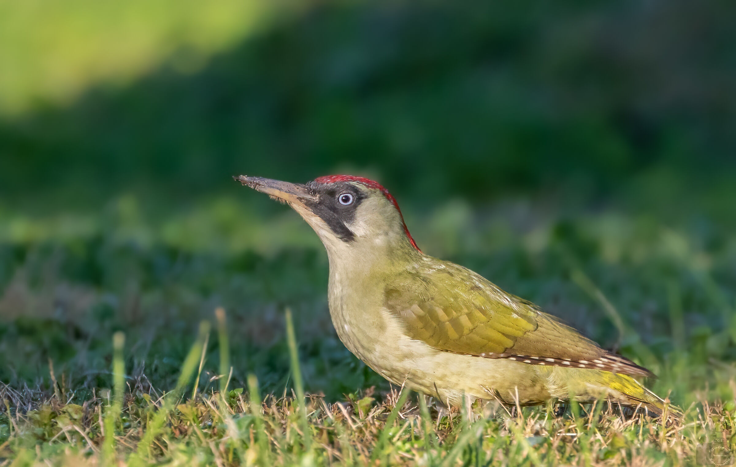 Green Woodpecker (f)