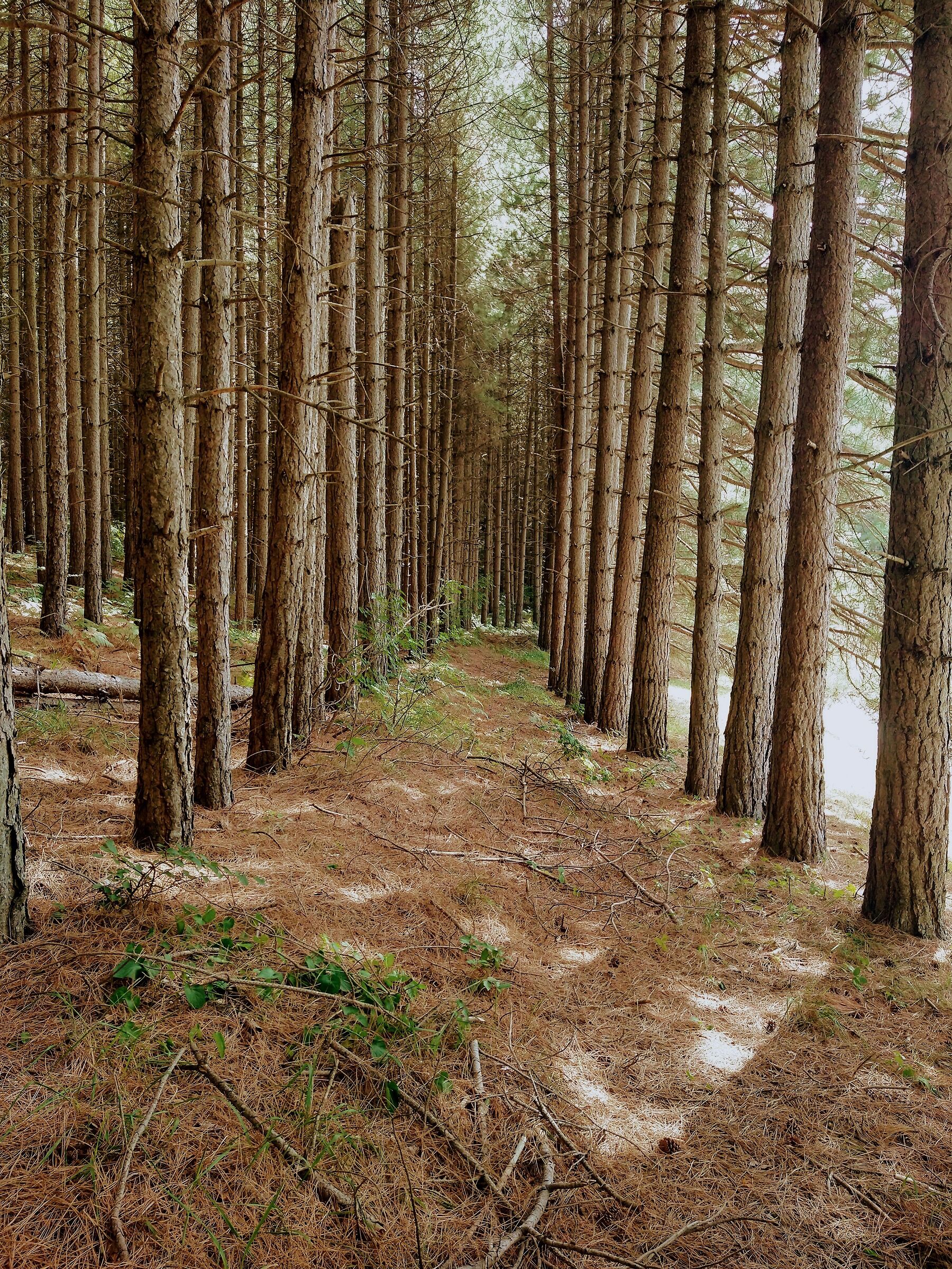 Walk through the woods