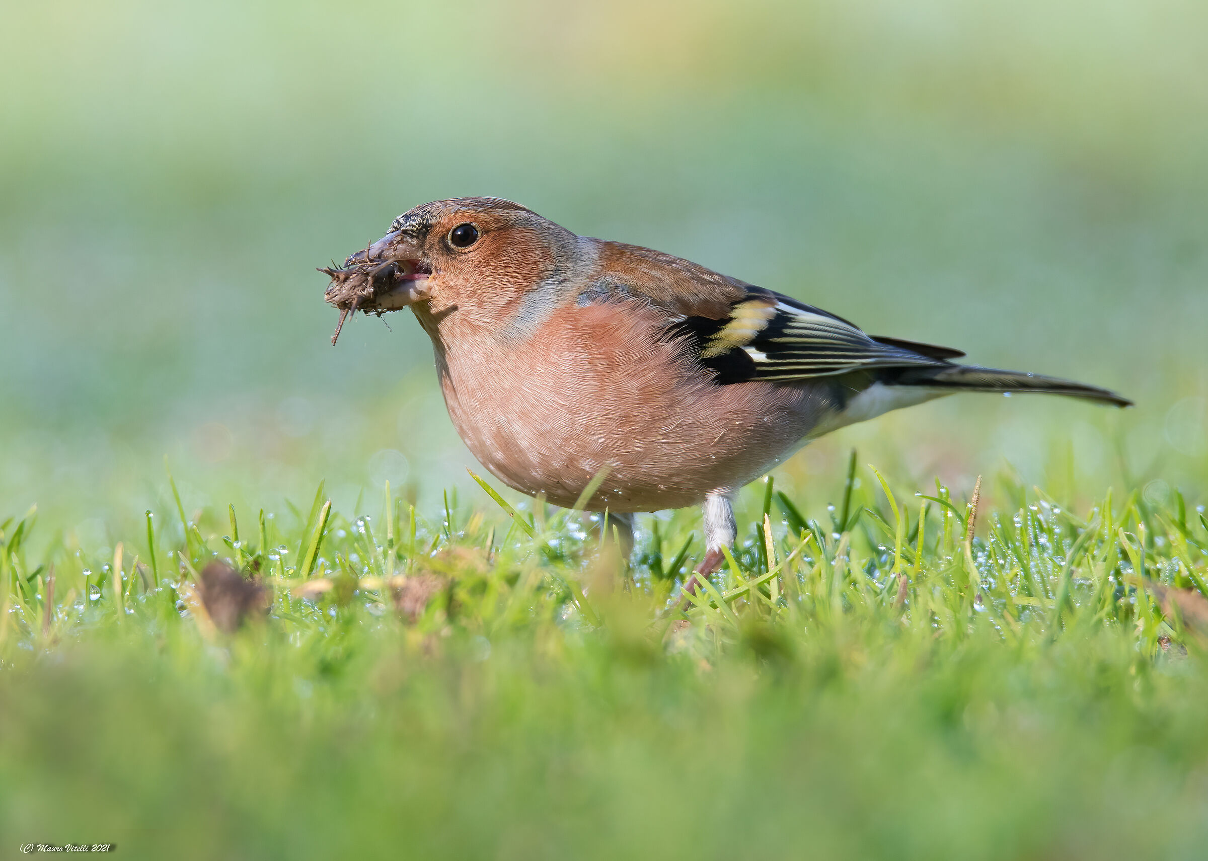 Chaffinch (fringilla) male