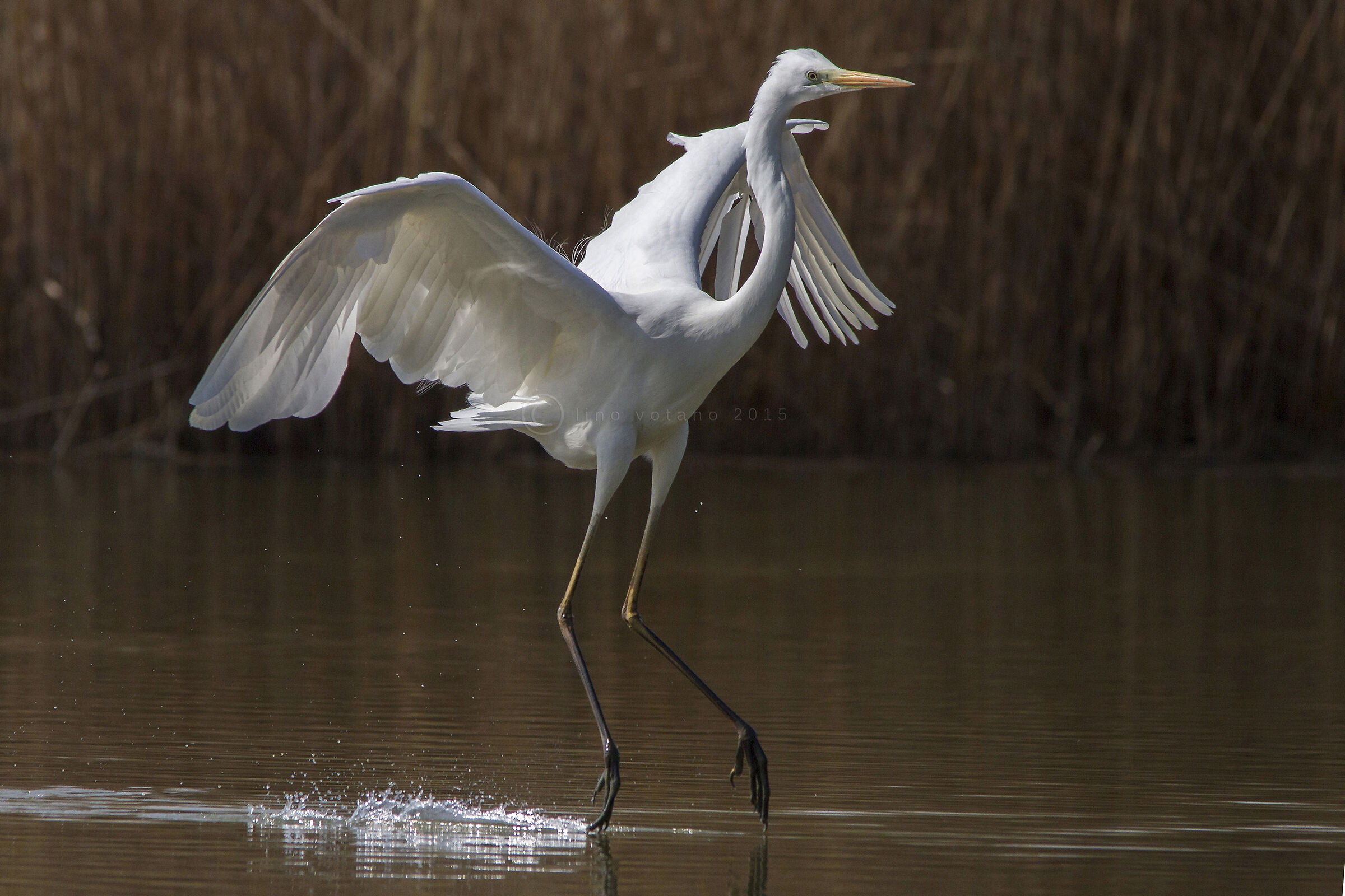 What...... in a dance