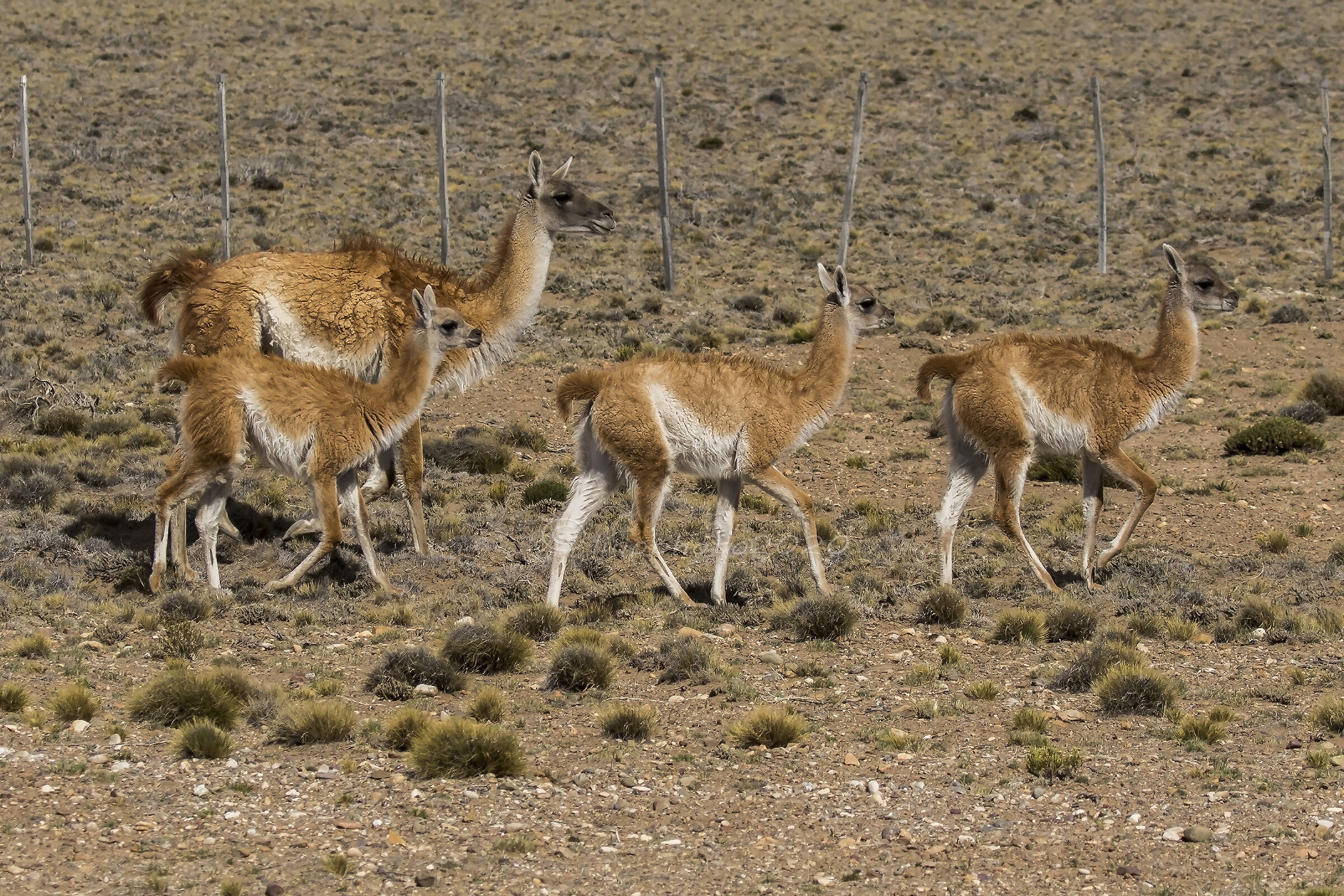 La famigliola di guanachi