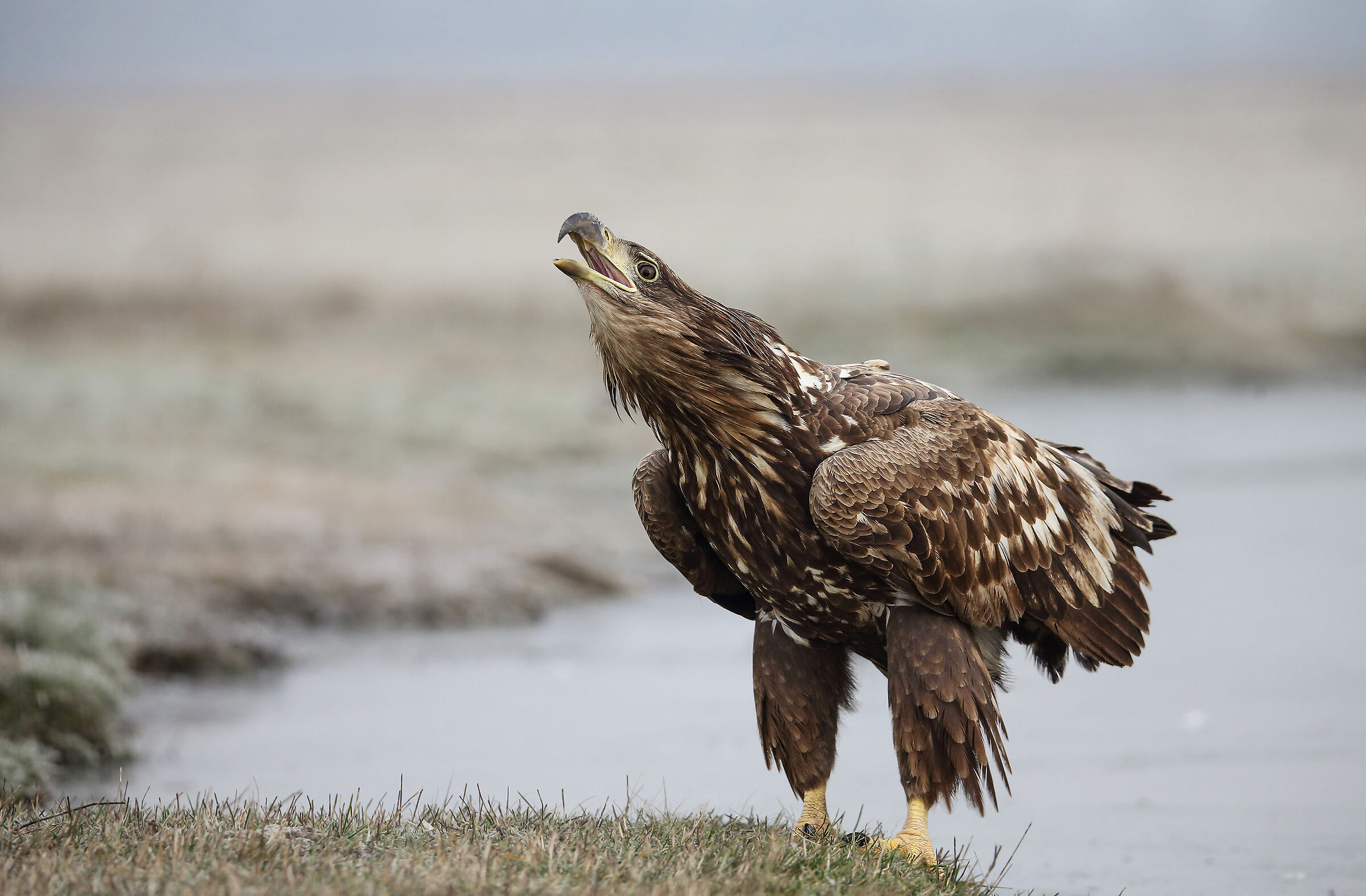 Aquila di mare coda bianca