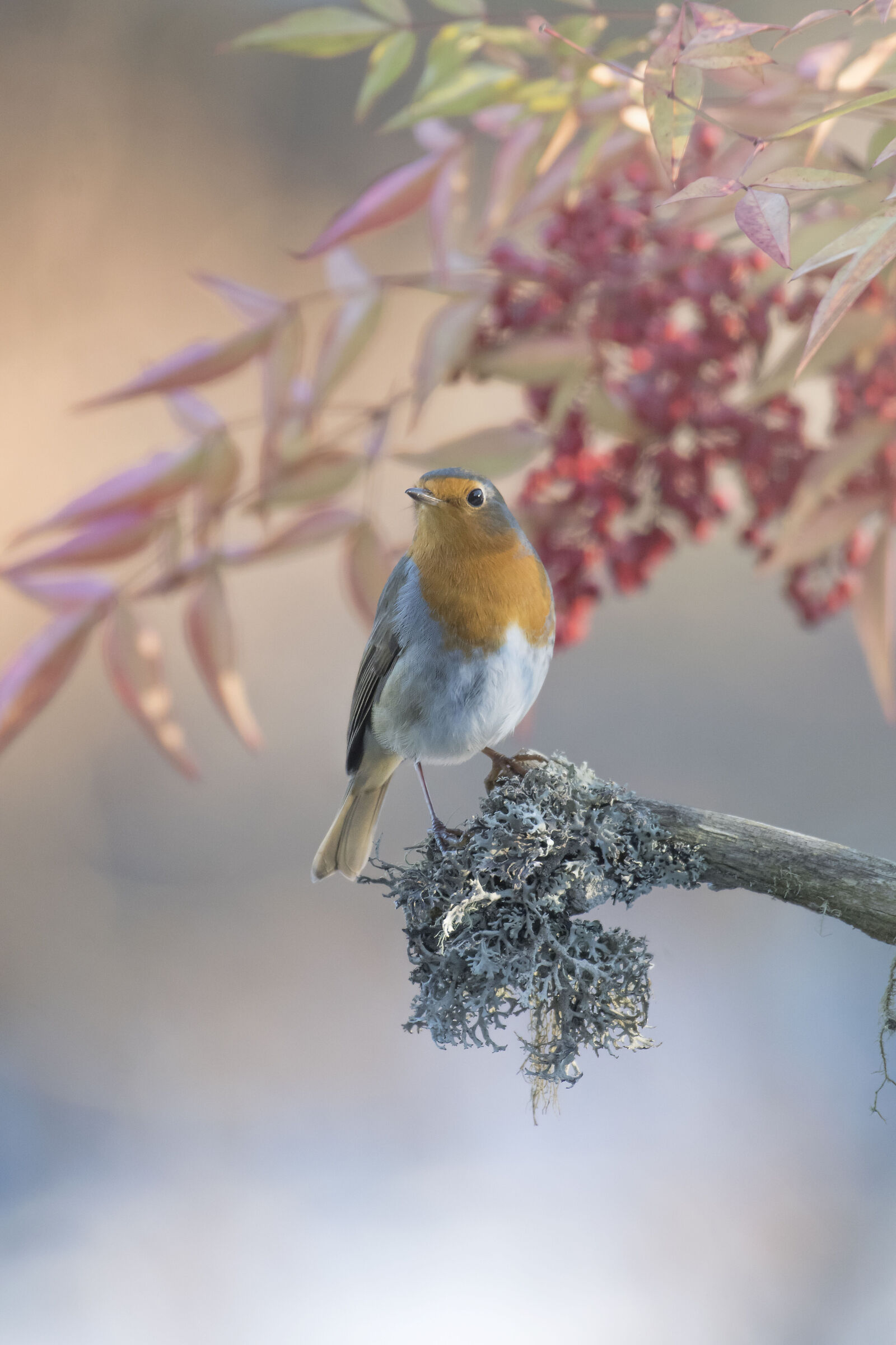 Robin and the berries