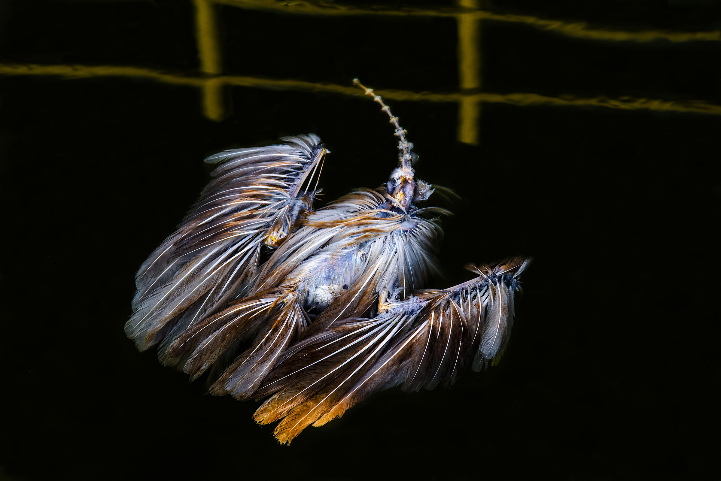 skeleton of a flamingo