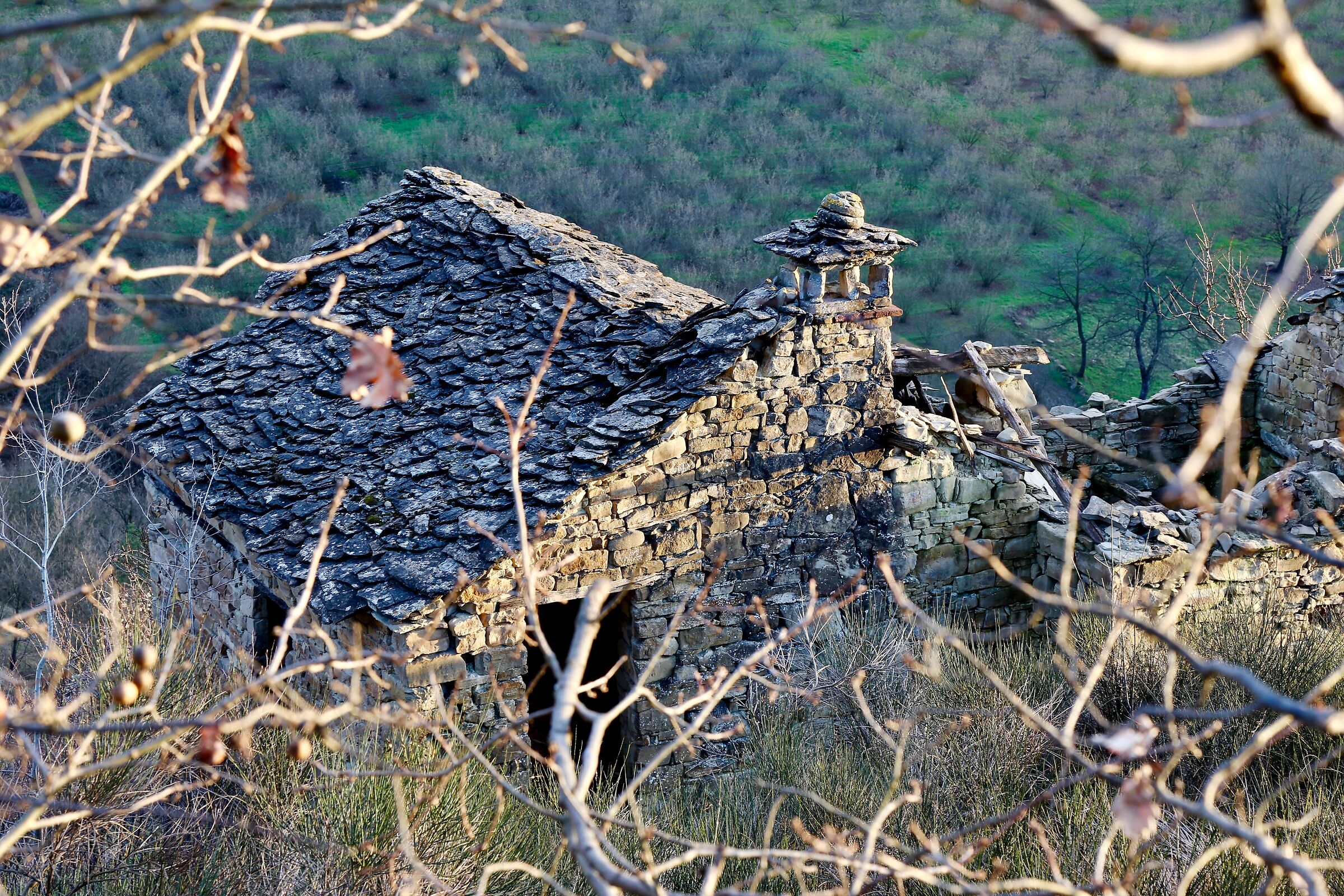 Vecchio ciabòt, tartaruga sonnecchiante al pallido so...
