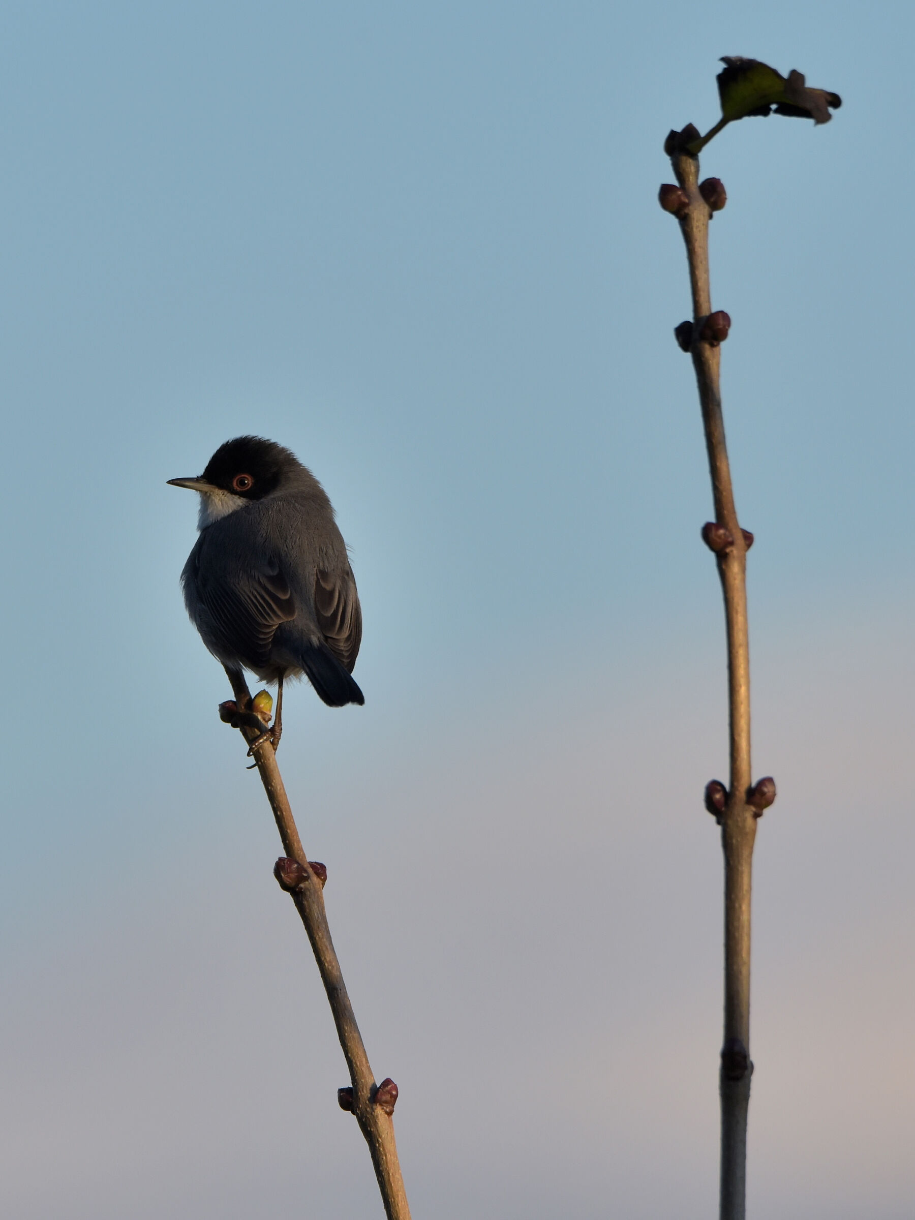 Sardinian warbler
