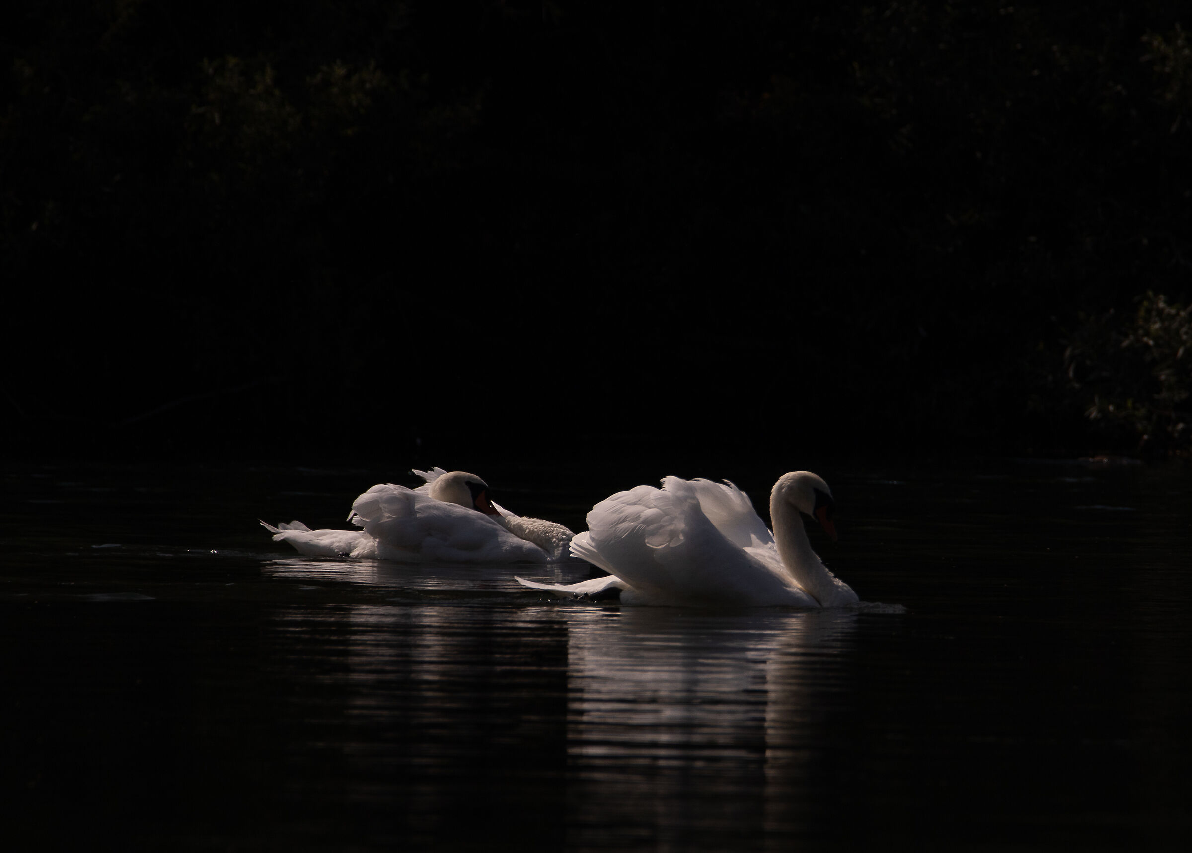 Swans on the Adda