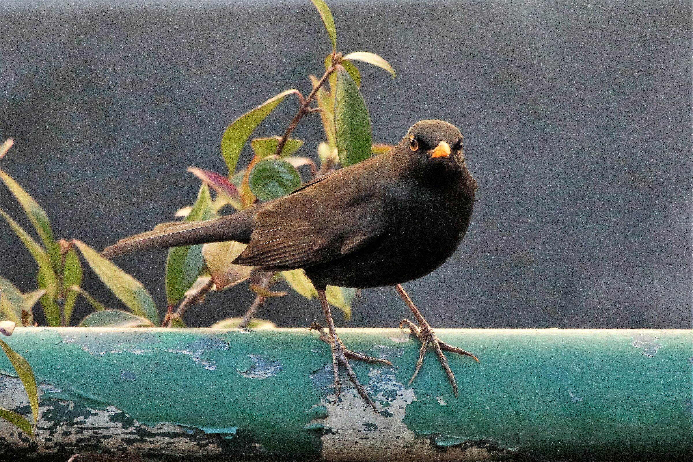 blackbird