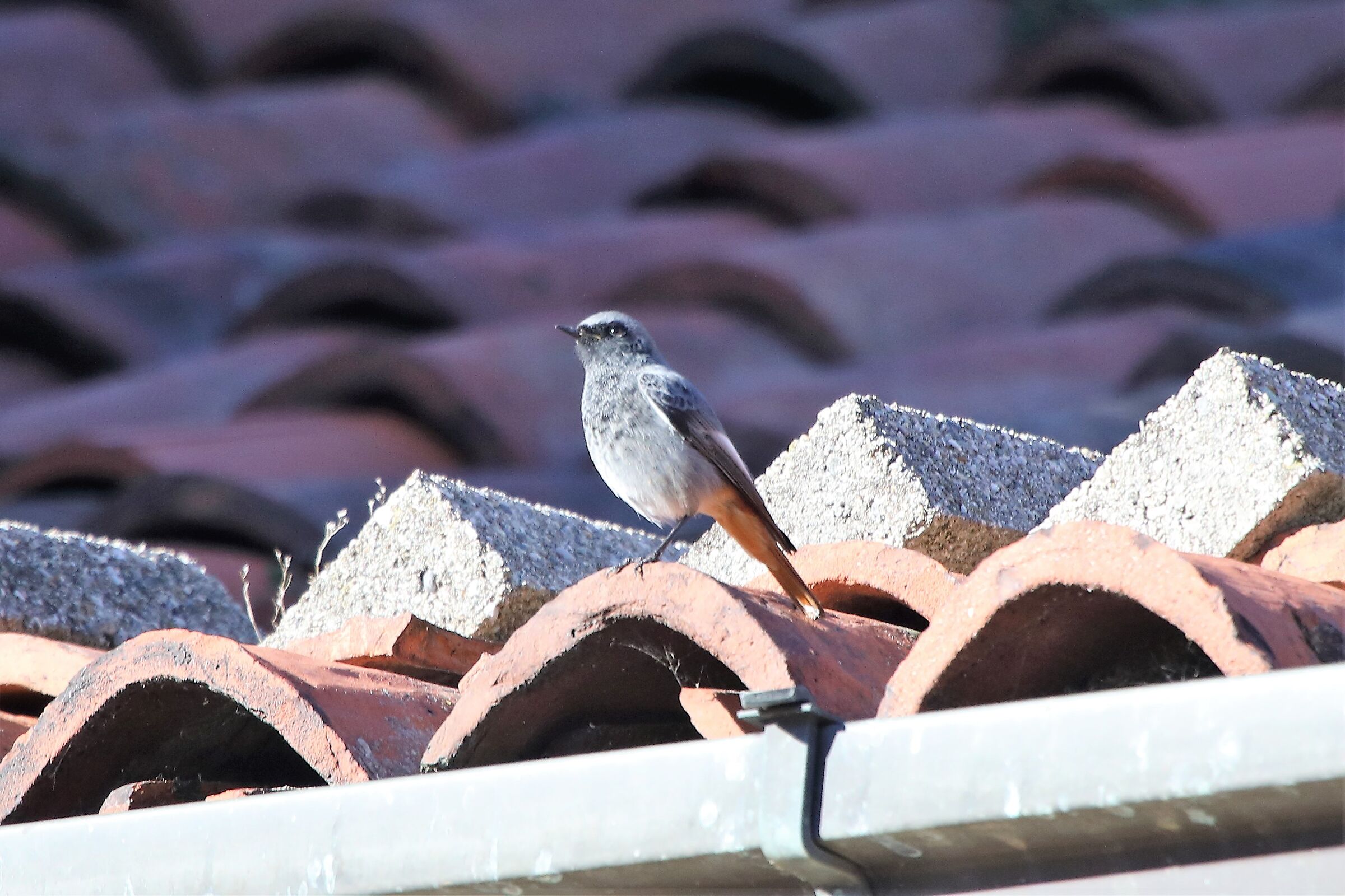 Redstart